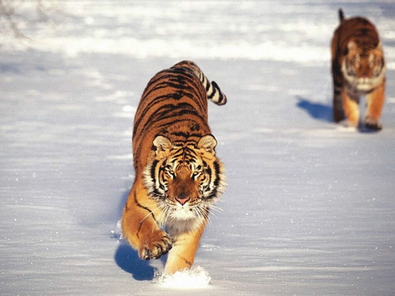 Скачать картинку Животные, Зима, Тигры в телефон бесплатно.