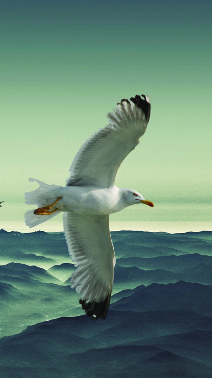 Download mobile wallpaper Birds, Animal, Seagull for free.