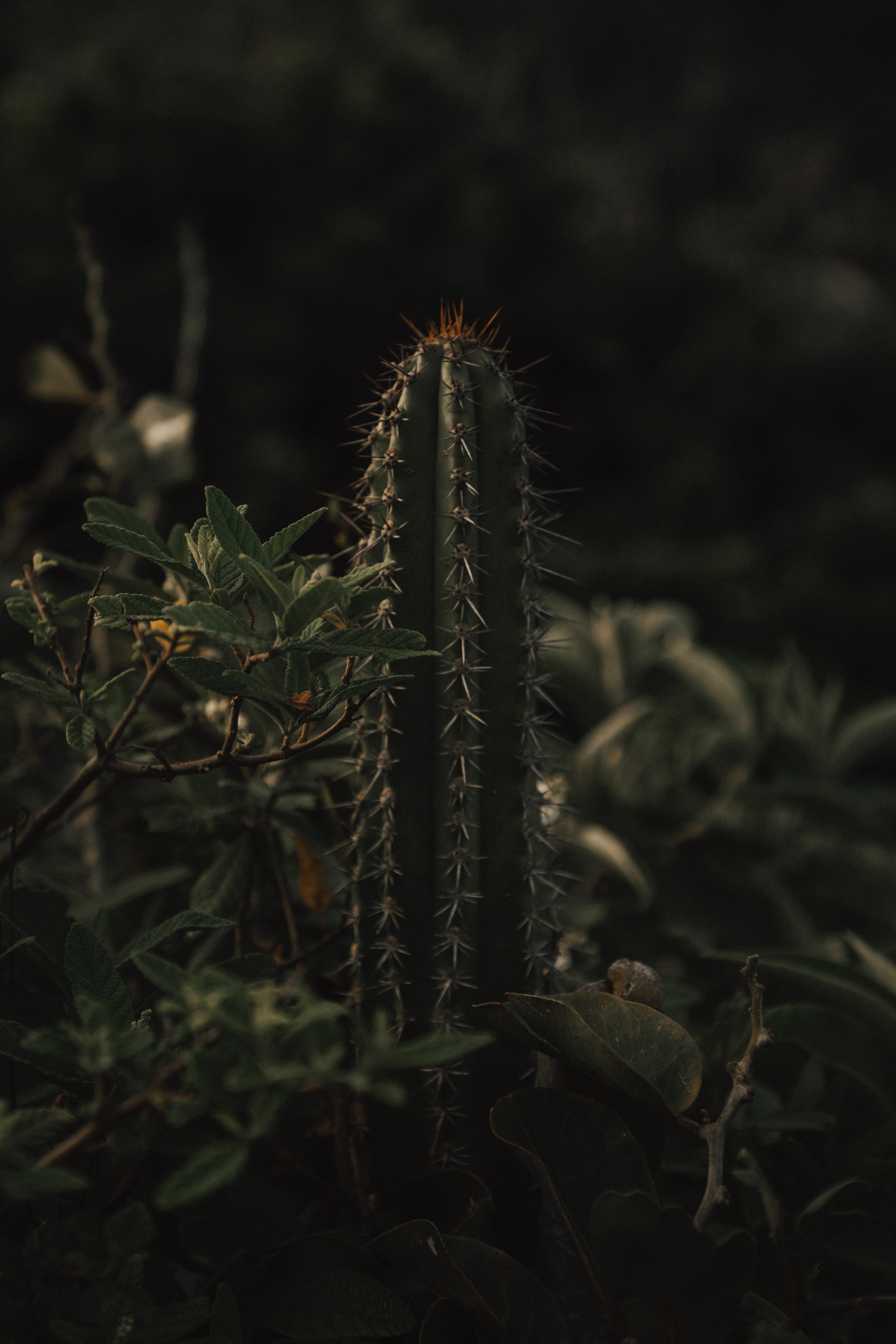 cactus, flowers, grass, leaves, thorns, prickles
