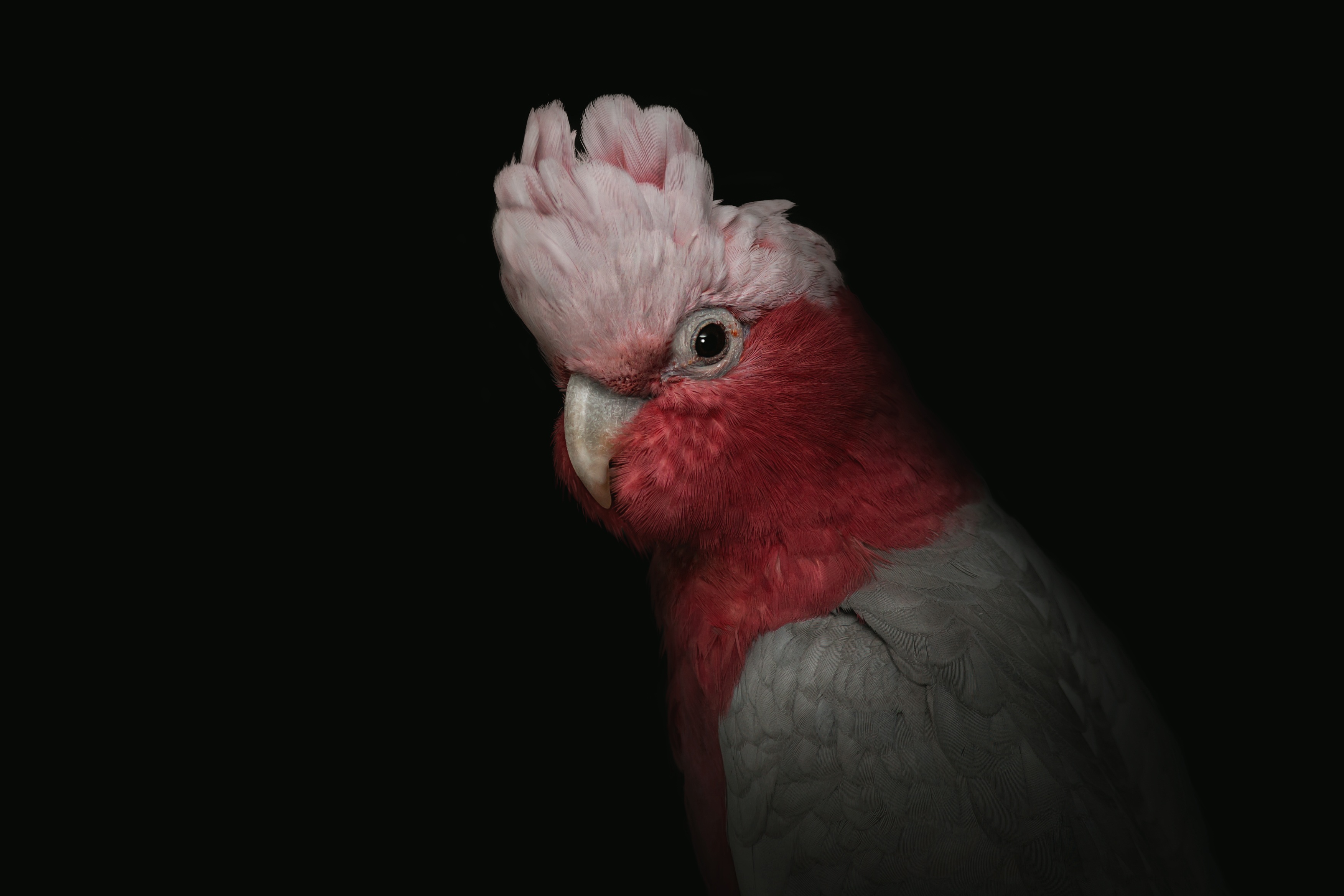 cockatoo, parrots, funny, animals, pink, bird, portrait