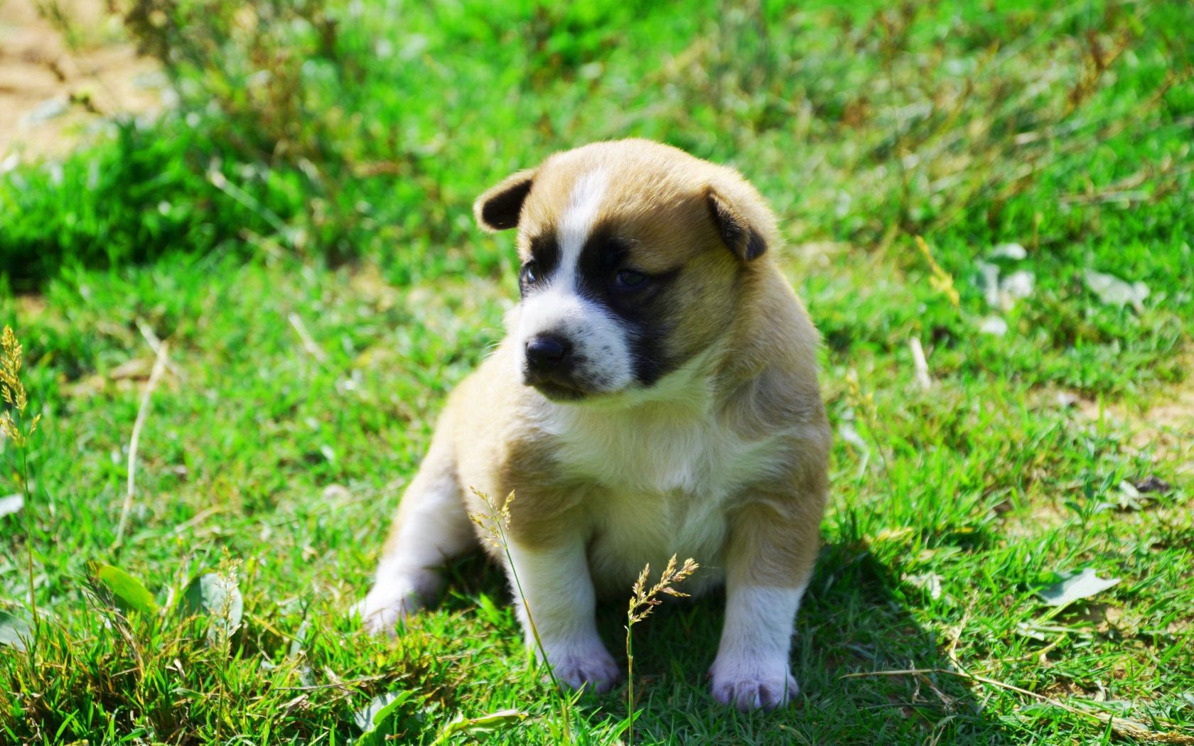PCデスクトップに動物, 草, 座る, 影, 犬, 子犬画像を無料でダウンロード