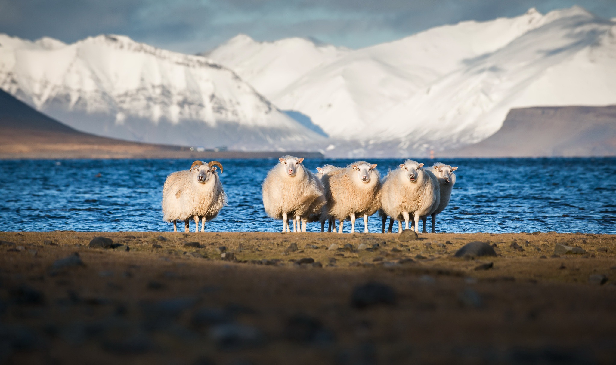 Free download wallpaper Nature, Mountain, Animal, Sheep on your PC desktop