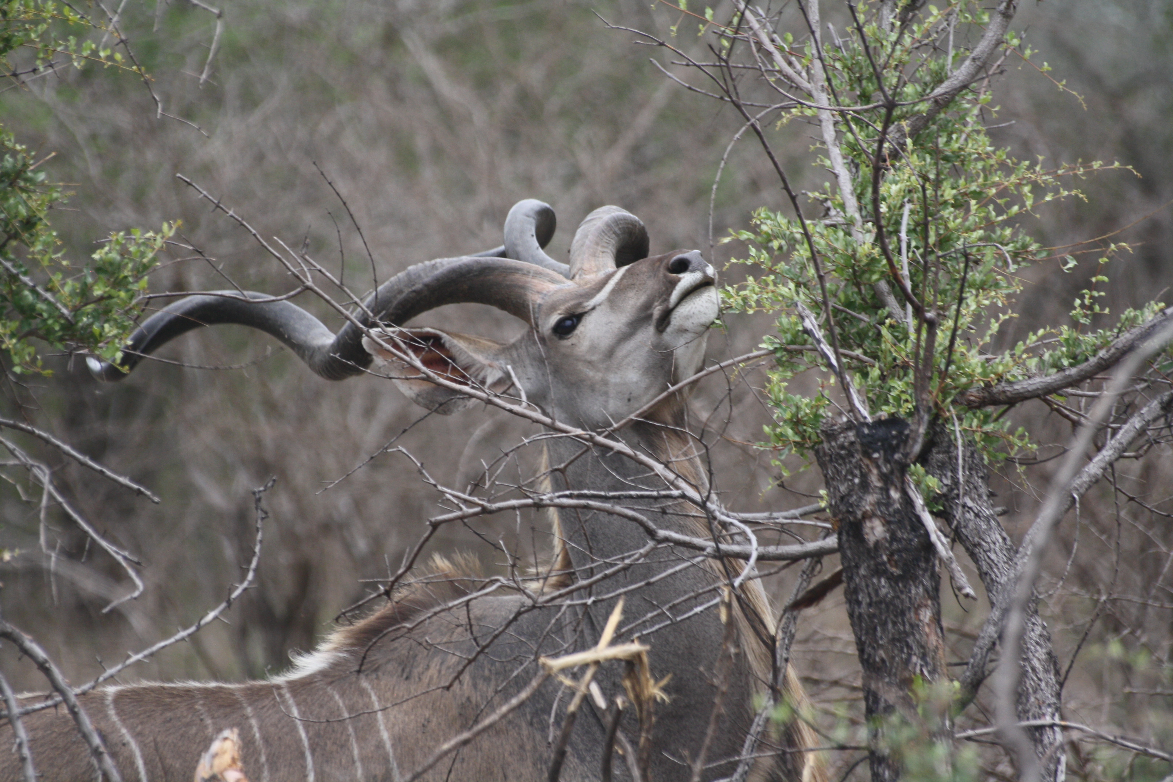 792559 Bild herunterladen tiere, kudu - Hintergrundbilder und Bildschirmschoner kostenlos