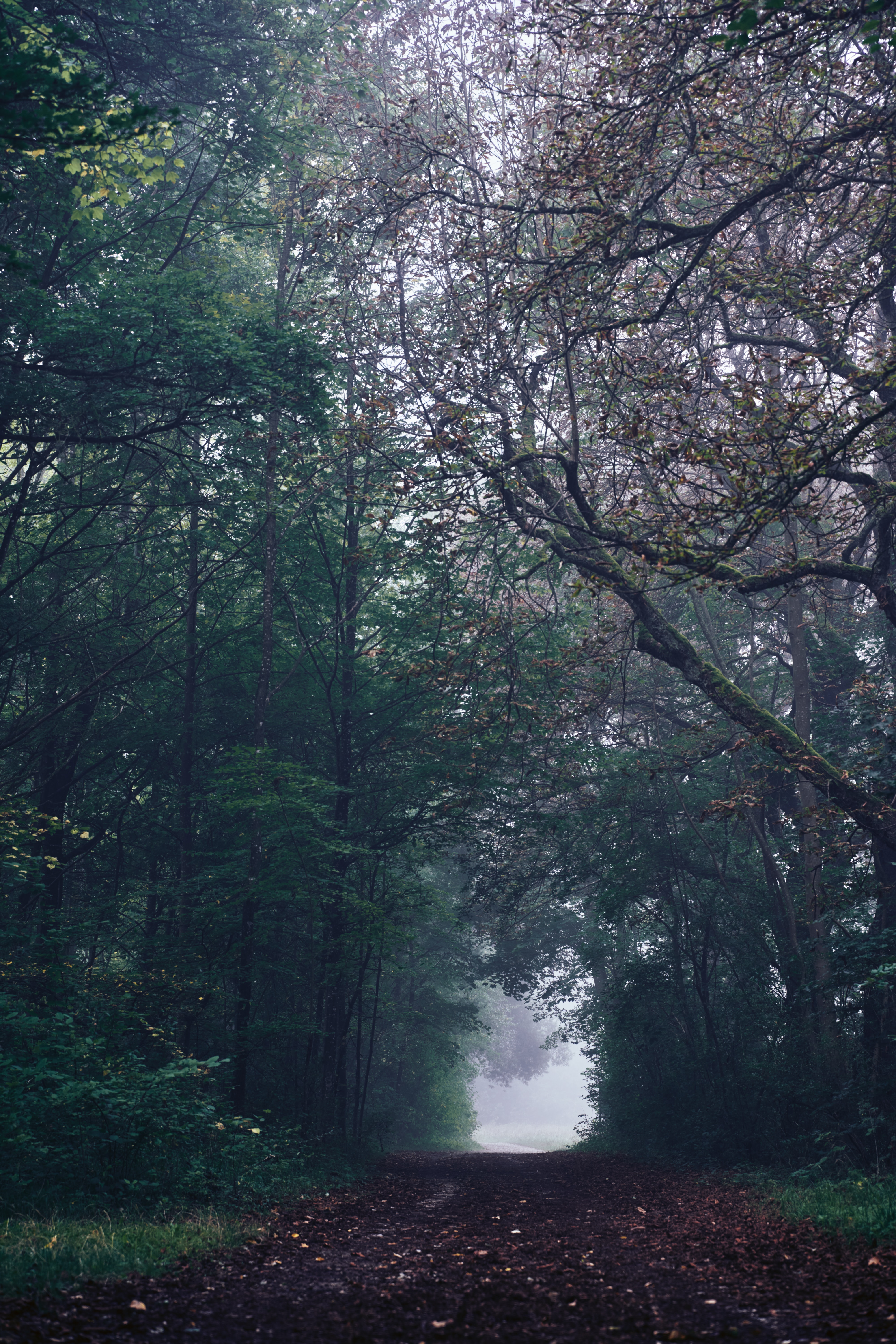 90057 скачать картинку природа, деревья, дорога, лес, туман, мрачный - обои и заставки бесплатно