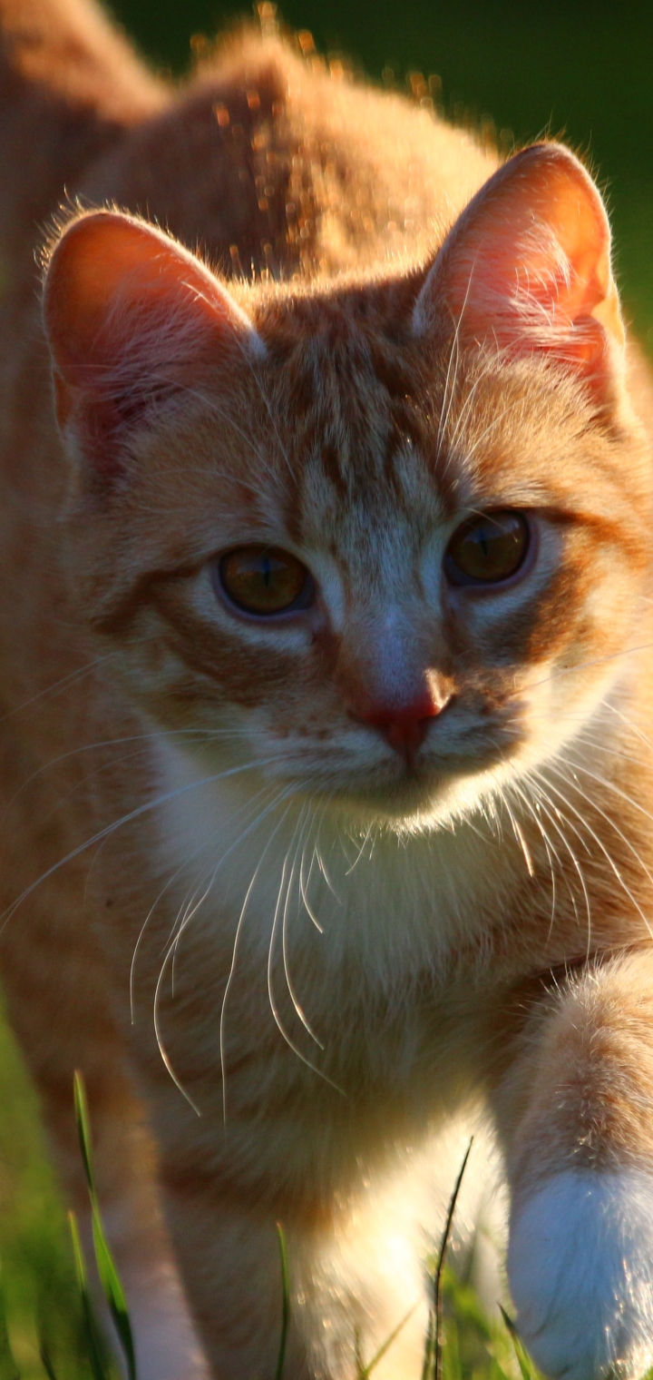 無料モバイル壁紙子猫, ネコ, 猫, 動物をダウンロードします。