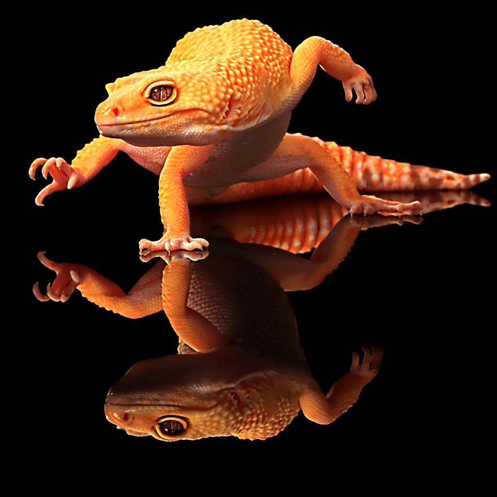 Téléchargez des papiers peints mobile Animaux, Reptiles, Gecko gratuitement.