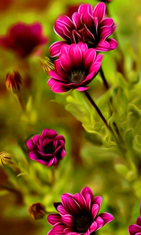 Handy-Wallpaper Natur, Blumen, Blume, Nahansicht, Lila Blume, Erde/natur kostenlos herunterladen.