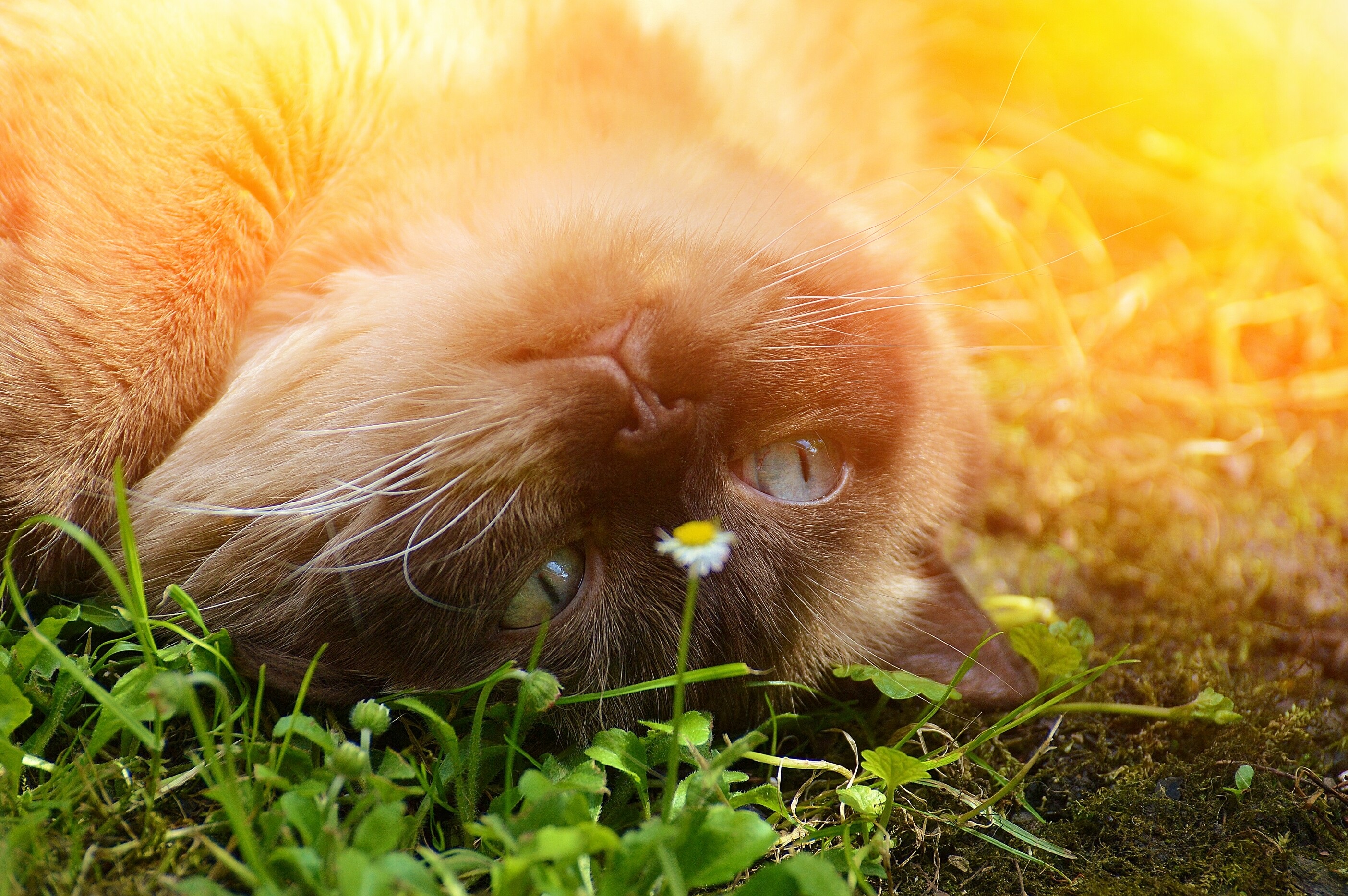 Handy-Wallpaper Tiere, Katzen, Katze, Sonnig kostenlos herunterladen.