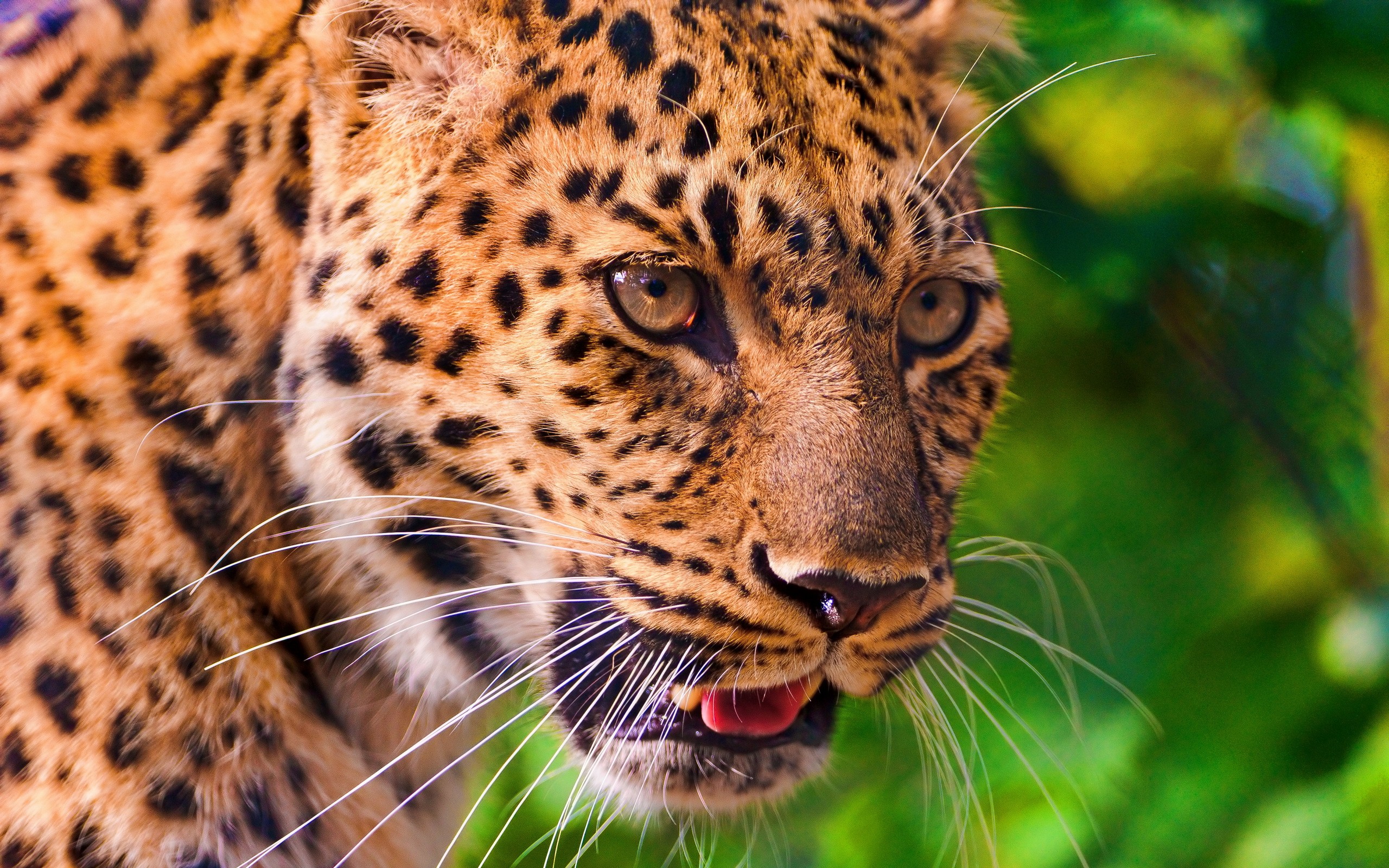 Handy-Wallpaper Leopard, Katzen, Tiere kostenlos herunterladen.