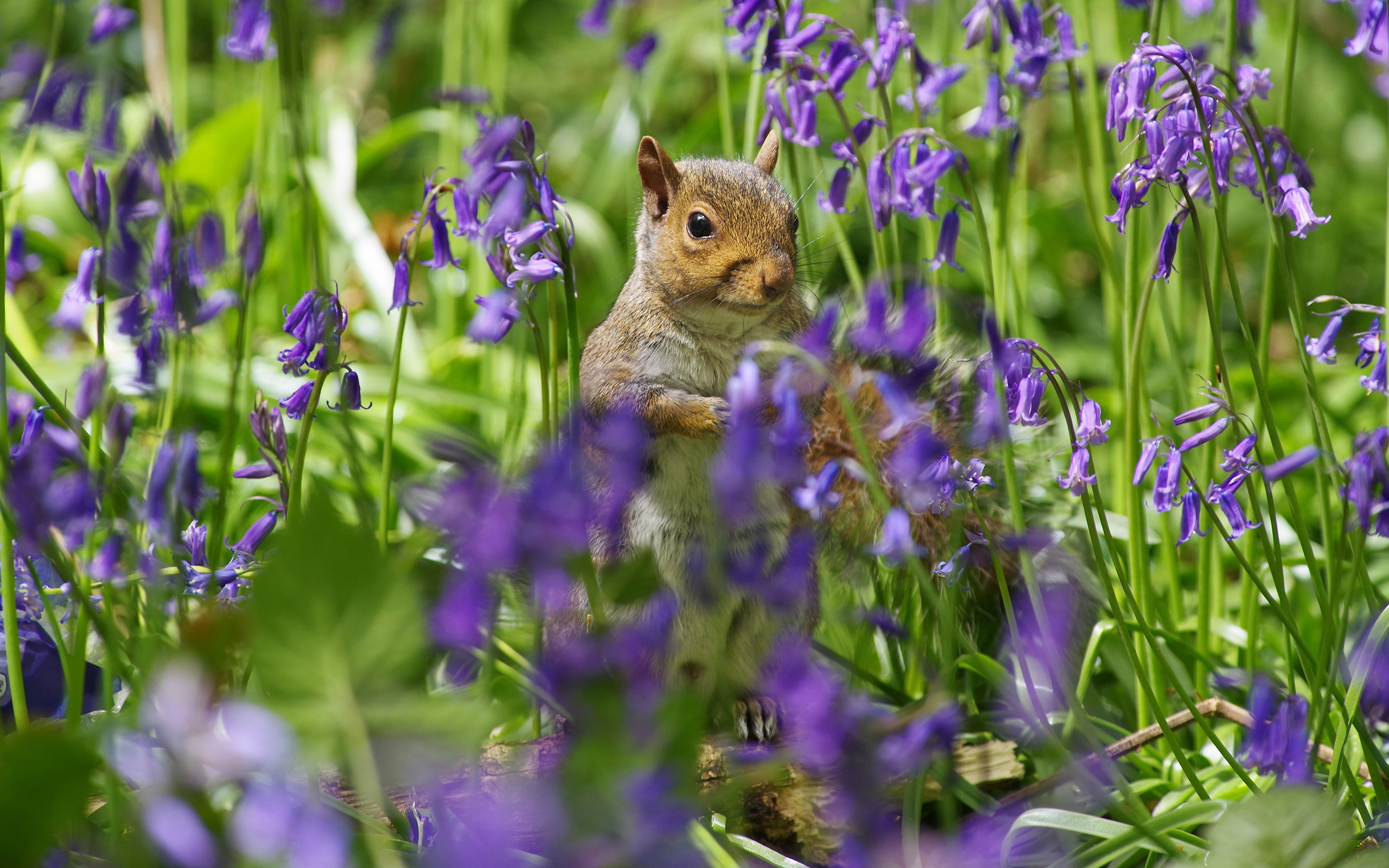Download mobile wallpaper Squirrel, Flower, Animal, Rodent, Purple Flower for free.