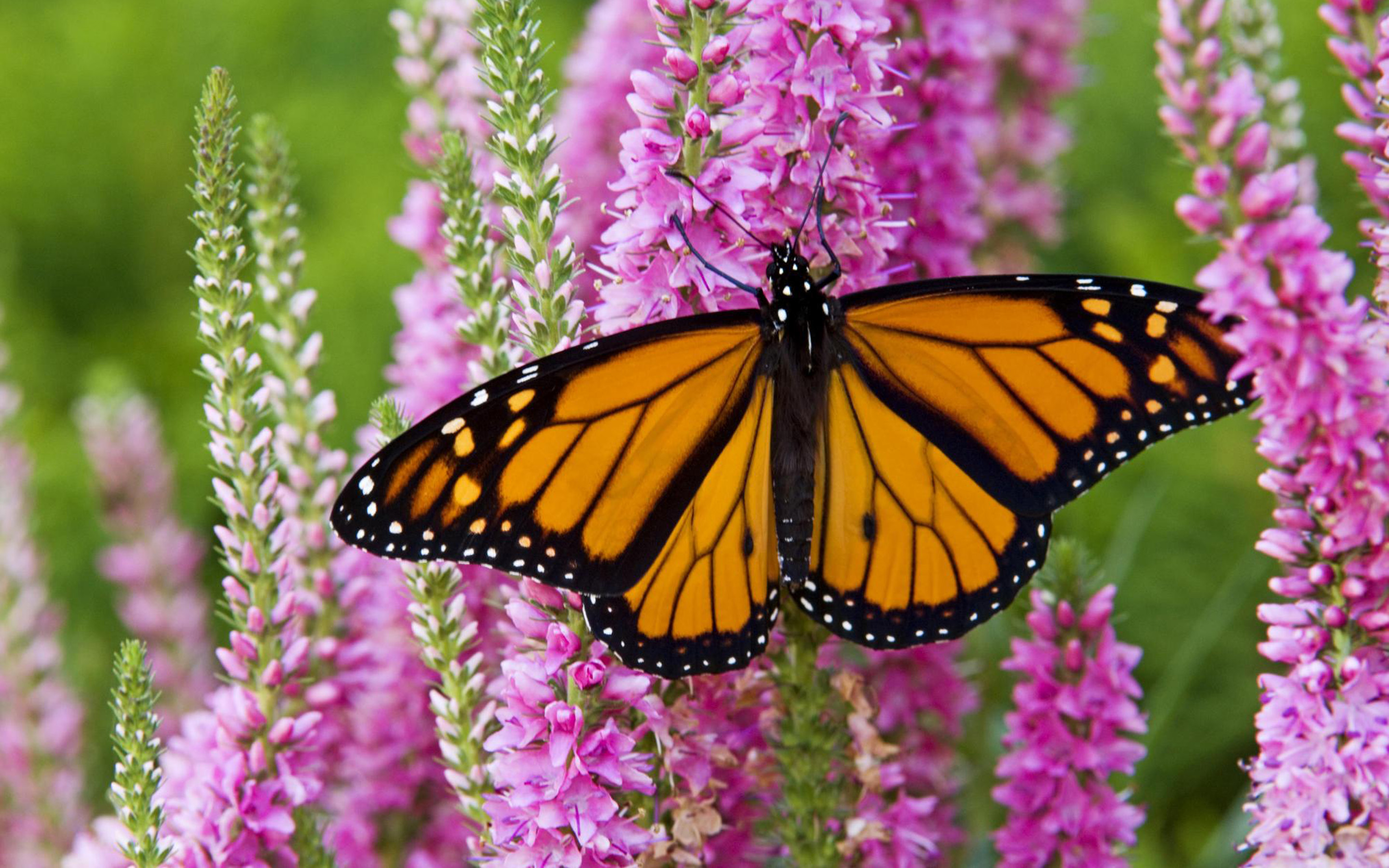 Популярные заставки и фоны Бабочка Монарх на компьютер