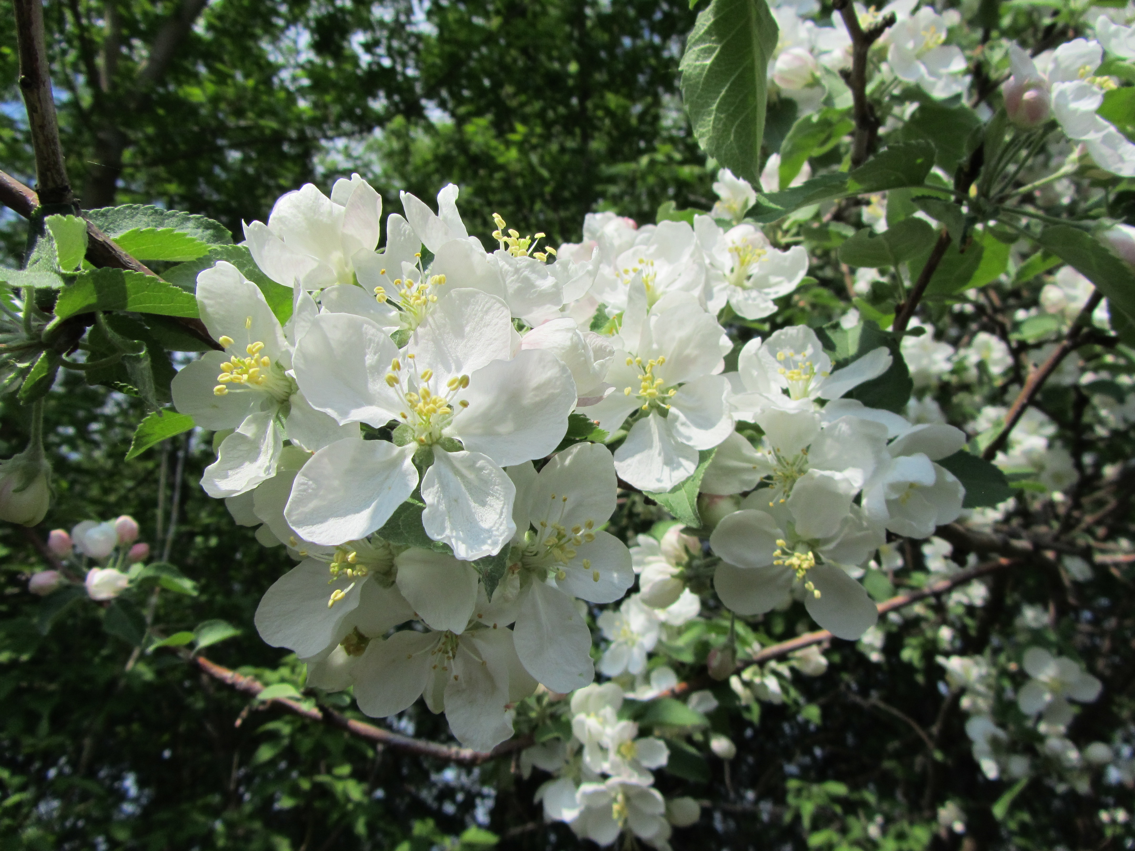 Laden Sie das Blumen, Blüte, Erde/natur-Bild kostenlos auf Ihren PC-Desktop herunter