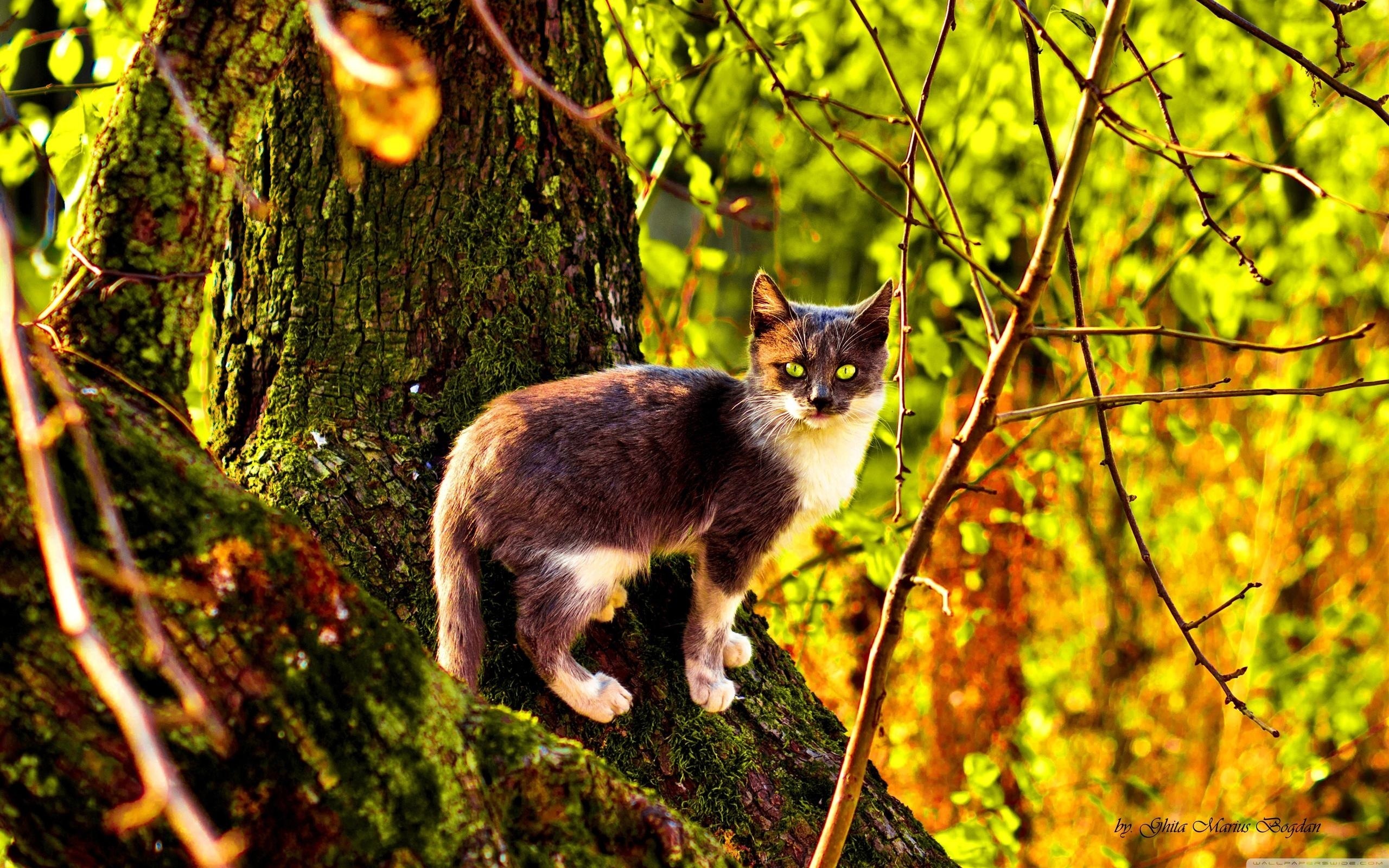 Free download wallpaper Cat, Animal on your PC desktop