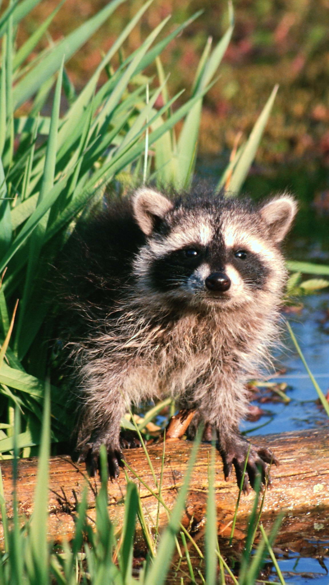 Handy-Wallpaper Tiere, Natur, Waschbär kostenlos herunterladen.