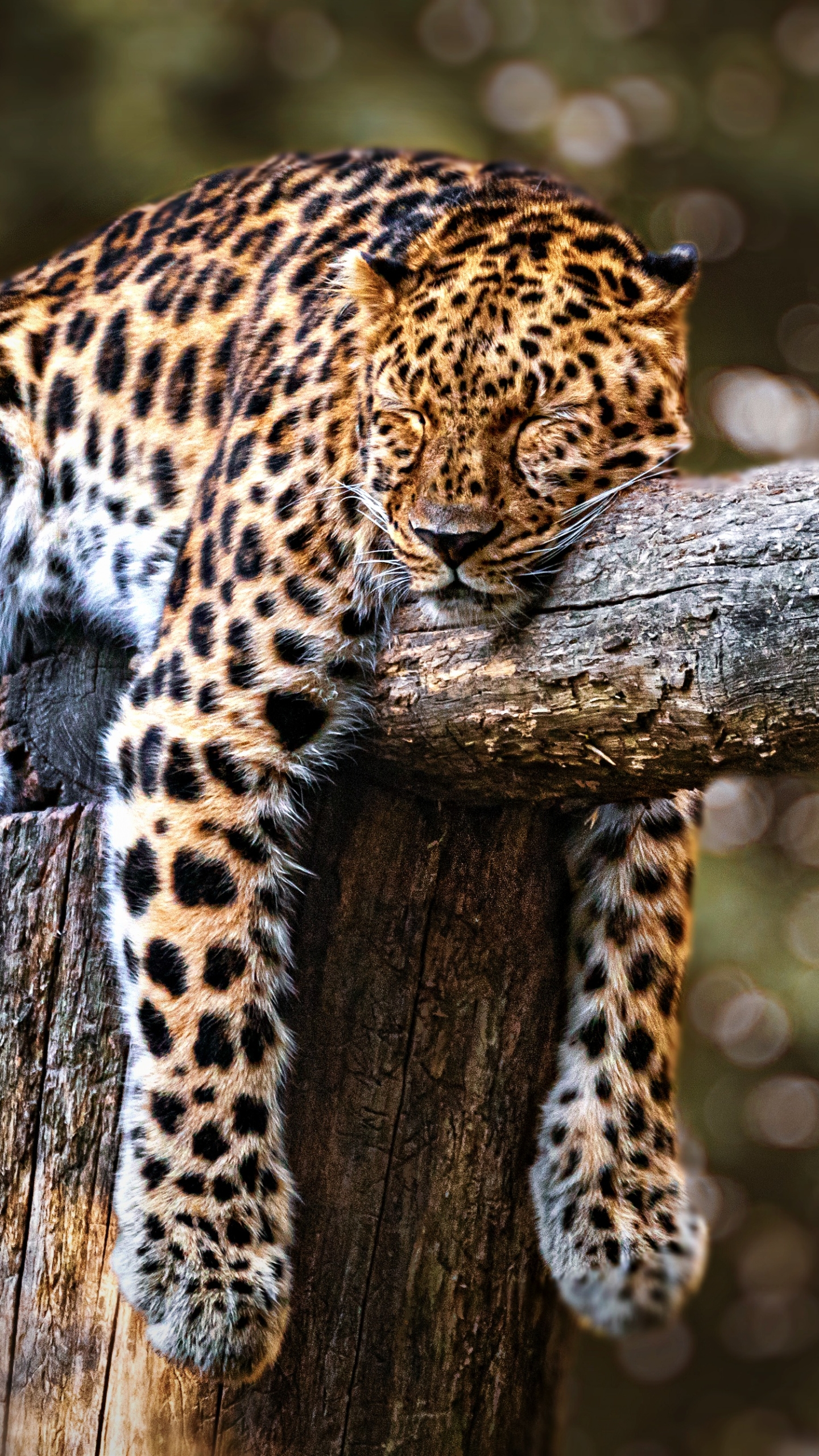 Free download wallpaper Cats, Leopard, Animal, Sleeping on your PC desktop