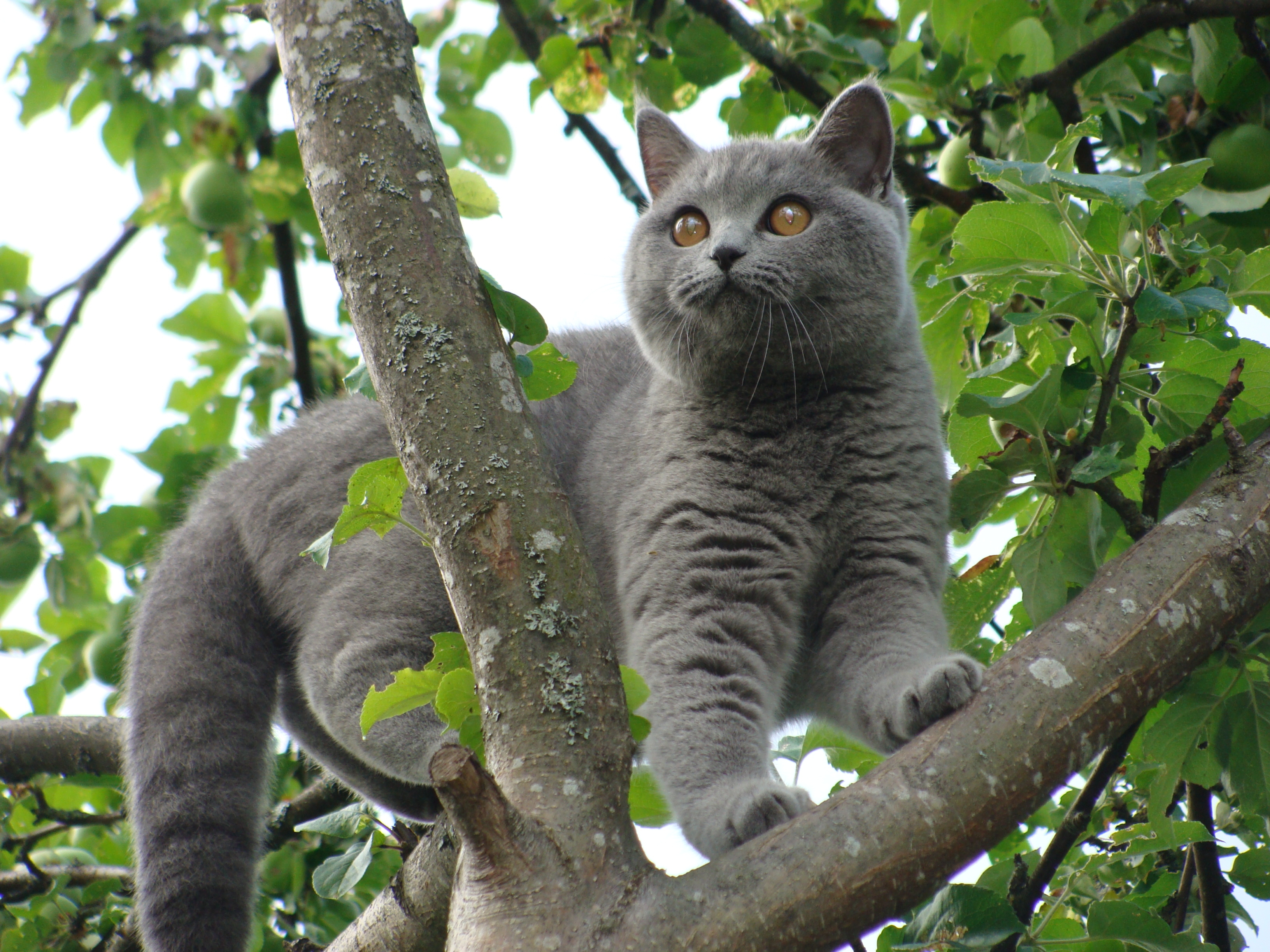 Free download wallpaper Animals, Sit, Branches, Leaves, Cat on your PC desktop