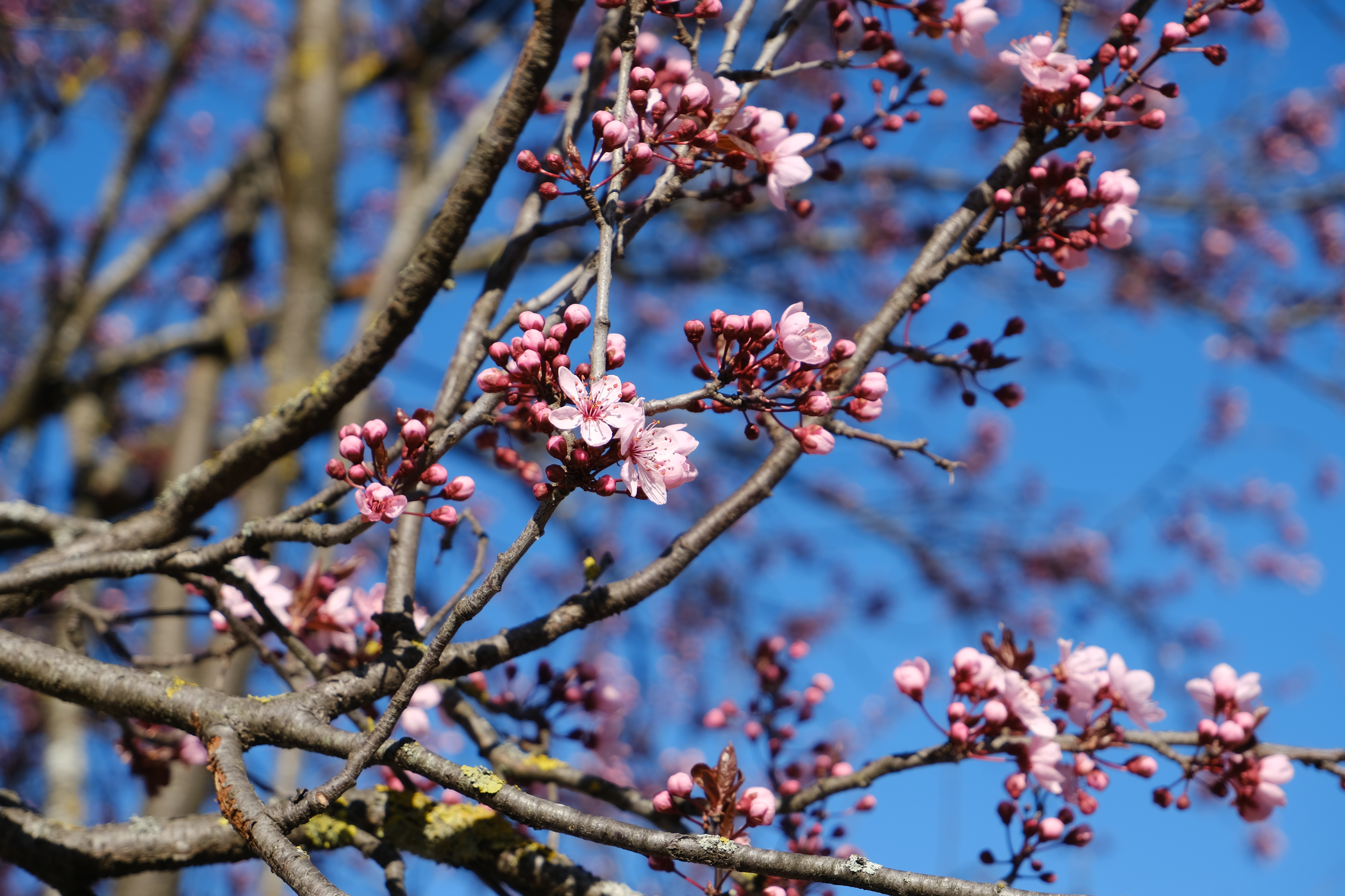 Download mobile wallpaper Spring, Branches, Macro, Flowers, Pink, Cherry for free.