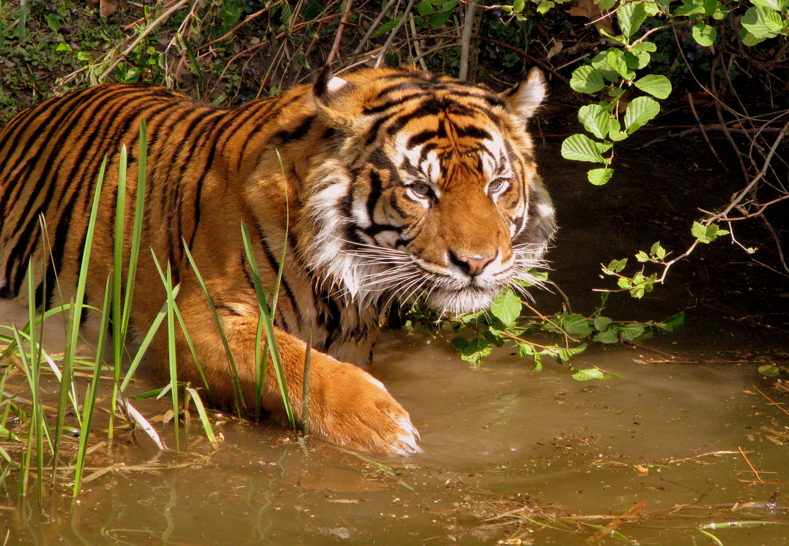 Descarga gratuita de fondo de pantalla para móvil de Animales, Gatos, Tigre.