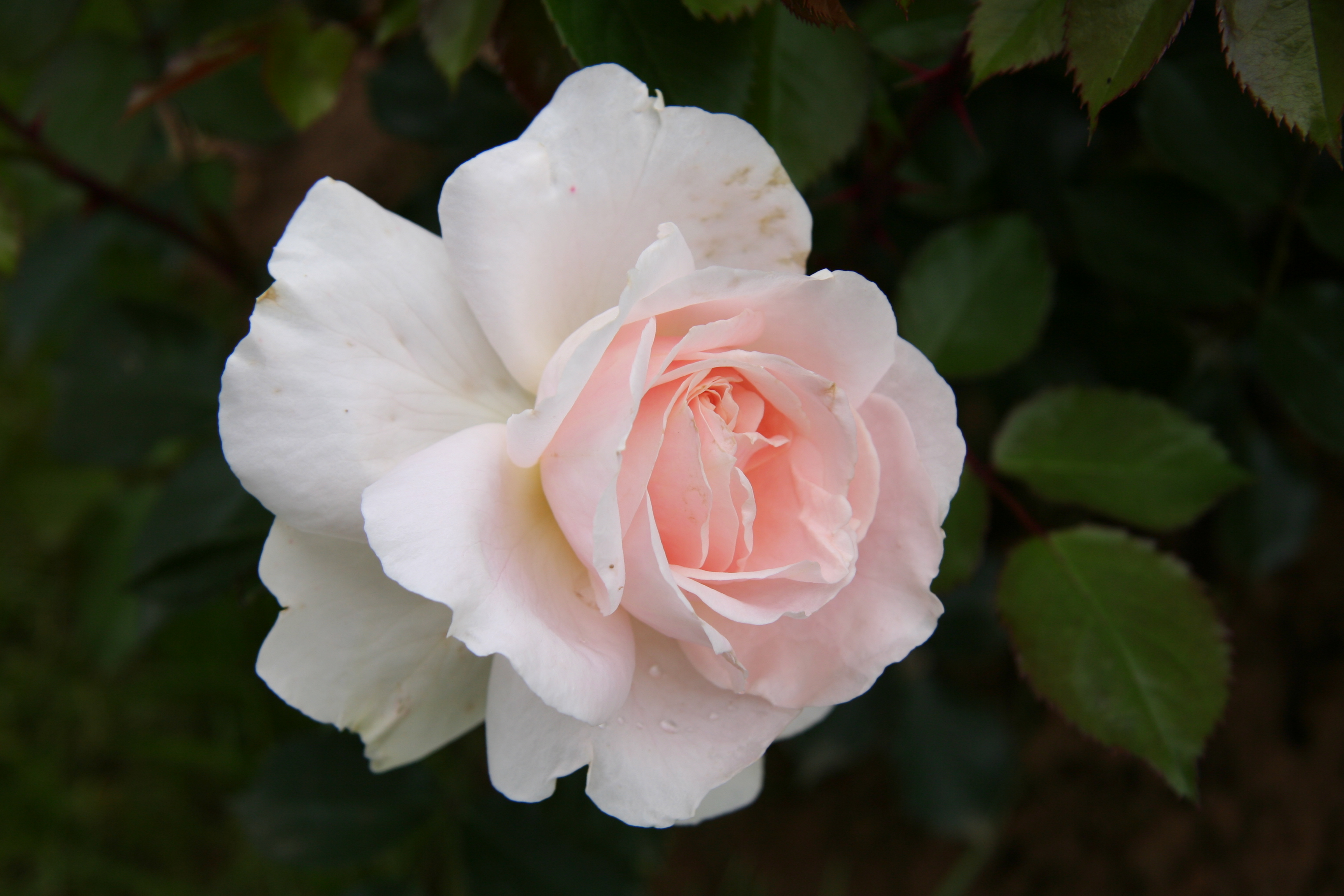 Téléchargez gratuitement l'image Fleurs, Rose, Terre/nature sur le bureau de votre PC