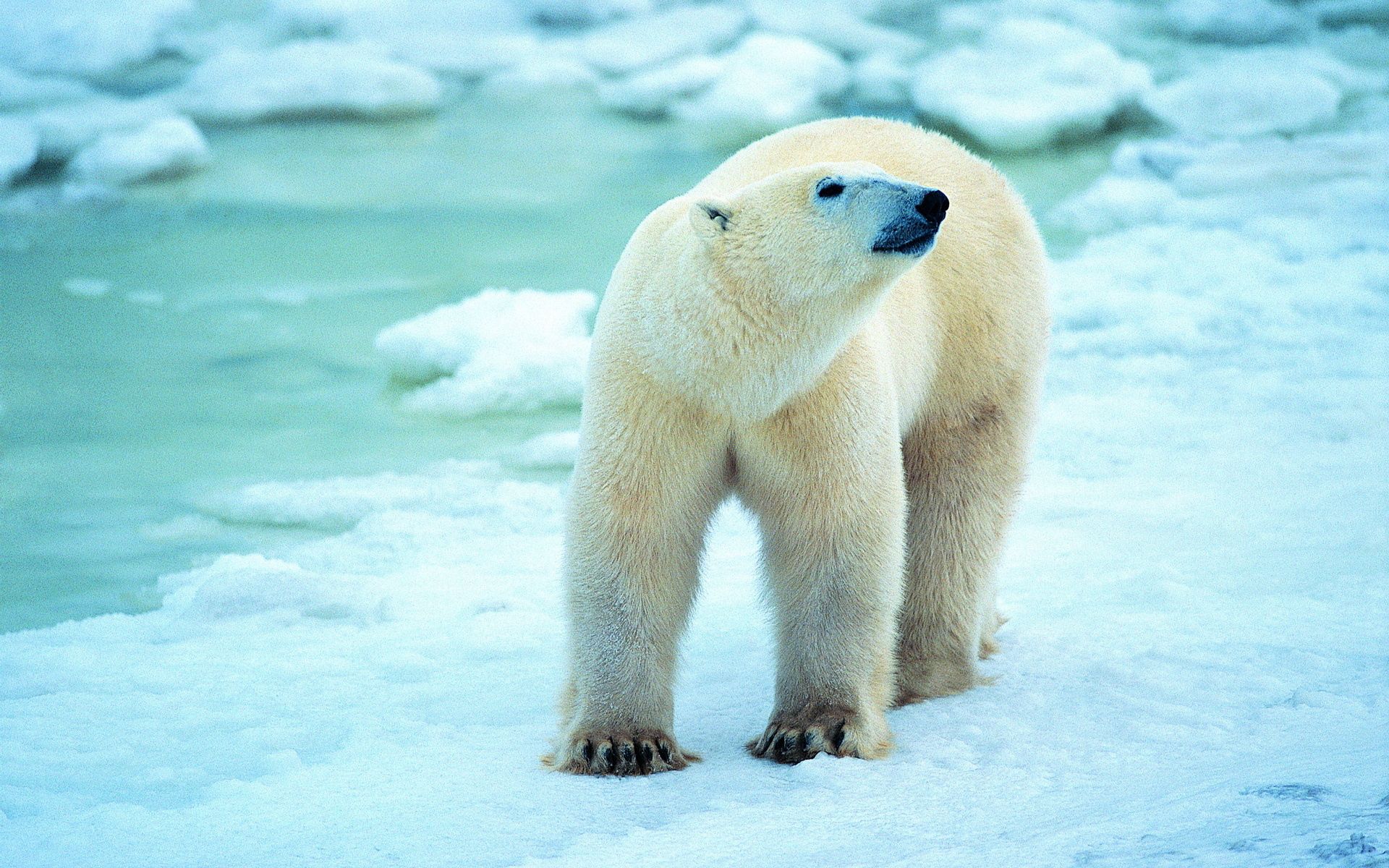 Скачать картинку Антарктида, Прогулка, Снег, Животные, Белый Медведь в телефон бесплатно.