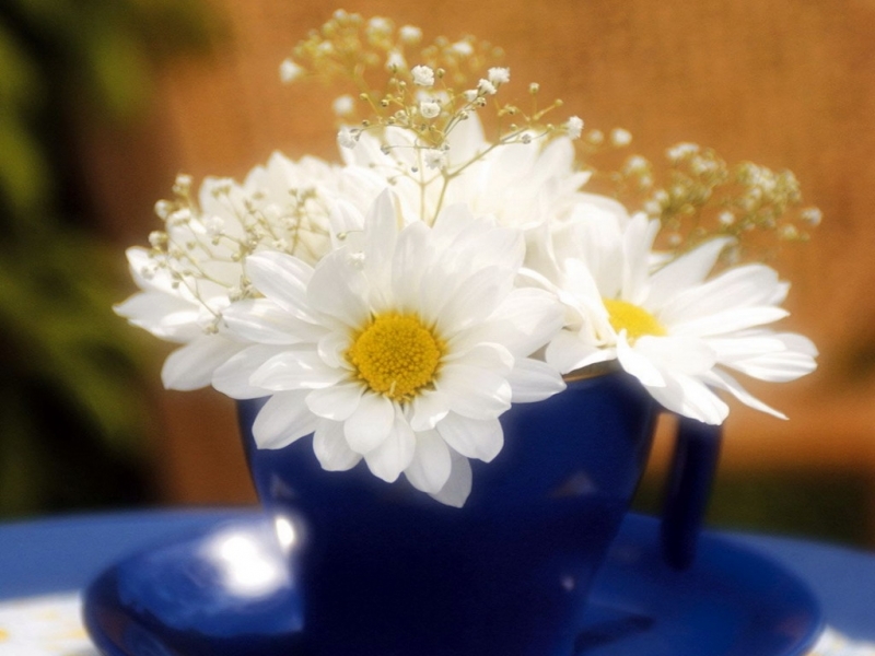 Download mobile wallpaper Plants, Flowers, Camomile for free.