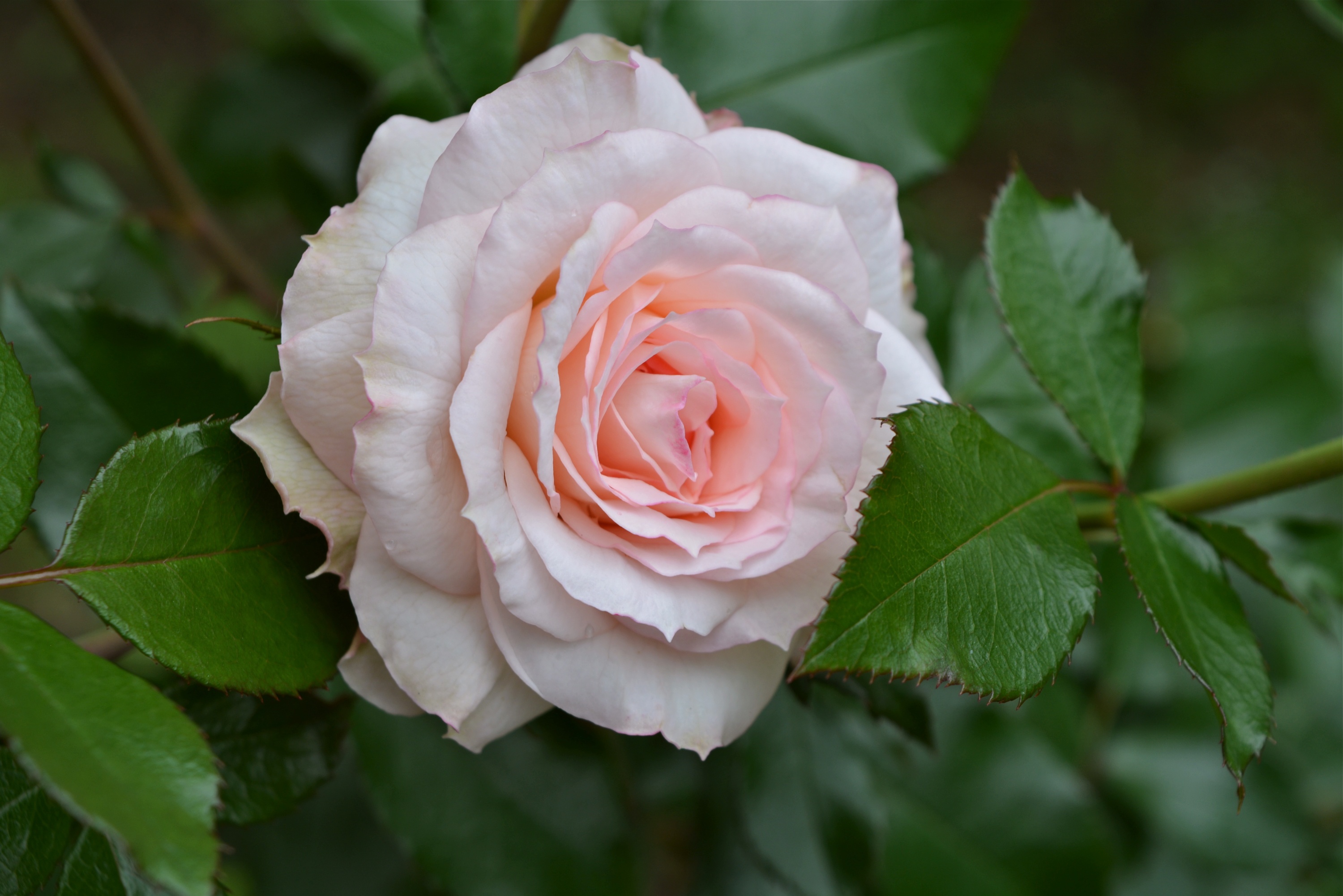 Téléchargez gratuitement l'image Fleurs, Rose, Fleur, La Nature, Terre/nature, Fleur Rose sur le bureau de votre PC