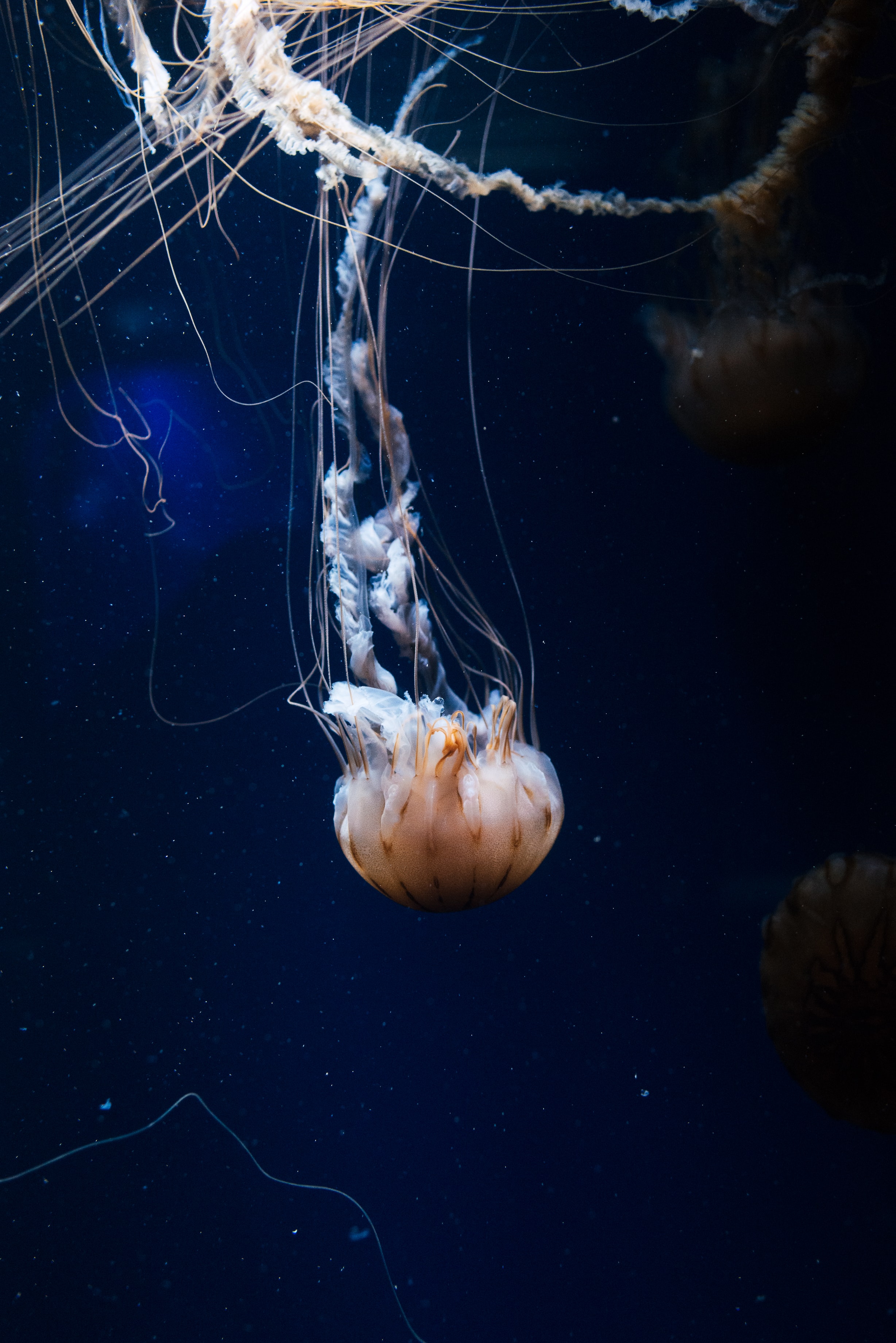 56595 скачать картинку щупальца, море, животные, медуза, существо, под водой - обои и заставки бесплатно