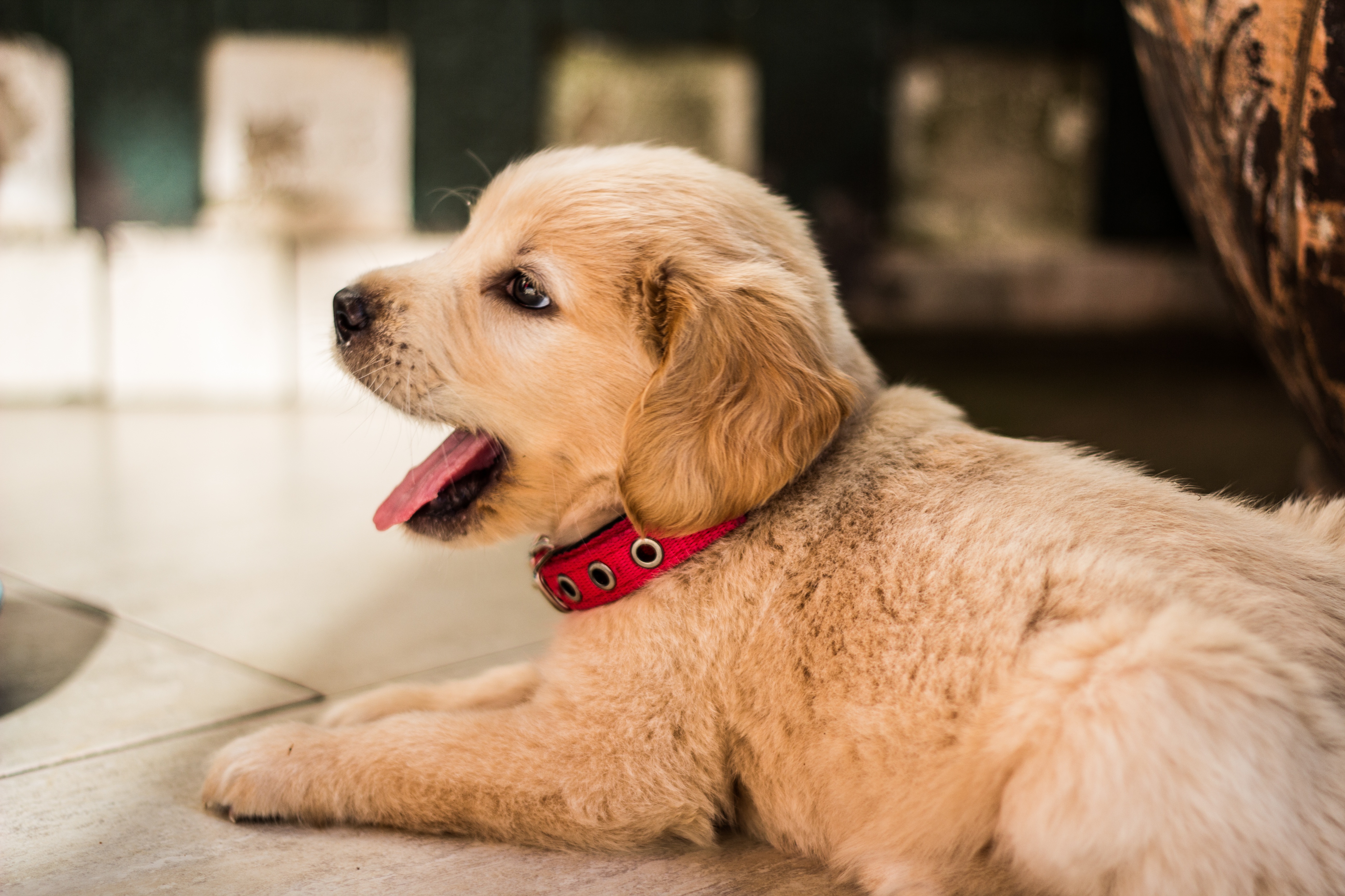 Baixe gratuitamente a imagem Animais, Cães, Cão, Golden Retriever, Filhote na área de trabalho do seu PC