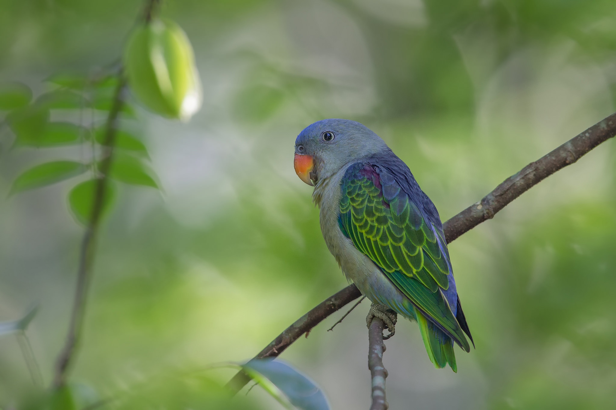 Free download wallpaper Birds, Bird, Animal, Bokeh on your PC desktop