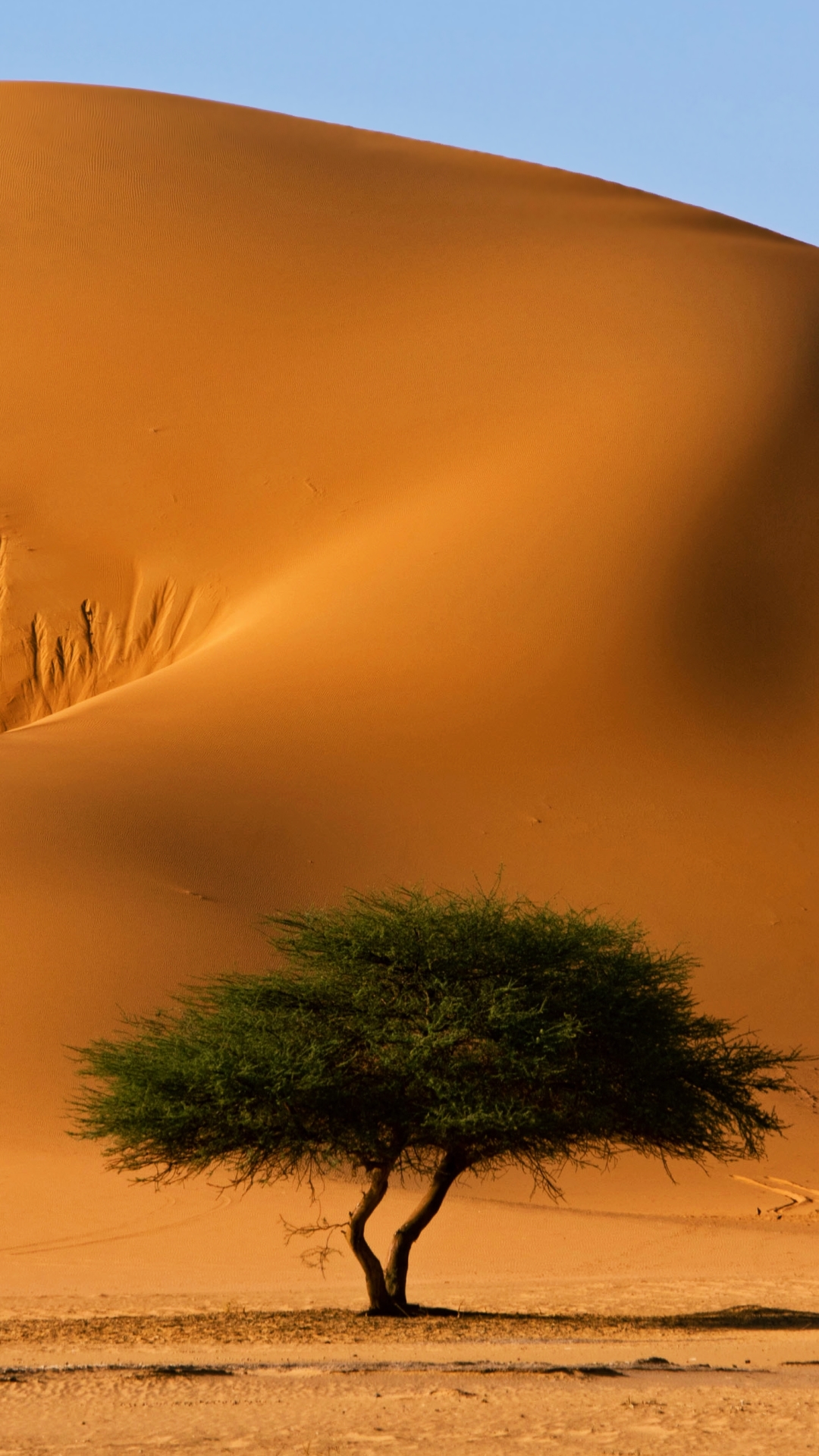 Handy-Wallpaper Landschaft, Sand, Baum, Düne, Steppe, Sahara, Afrika, Algerien, Erde/natur, Tassili N’Ajjer kostenlos herunterladen.