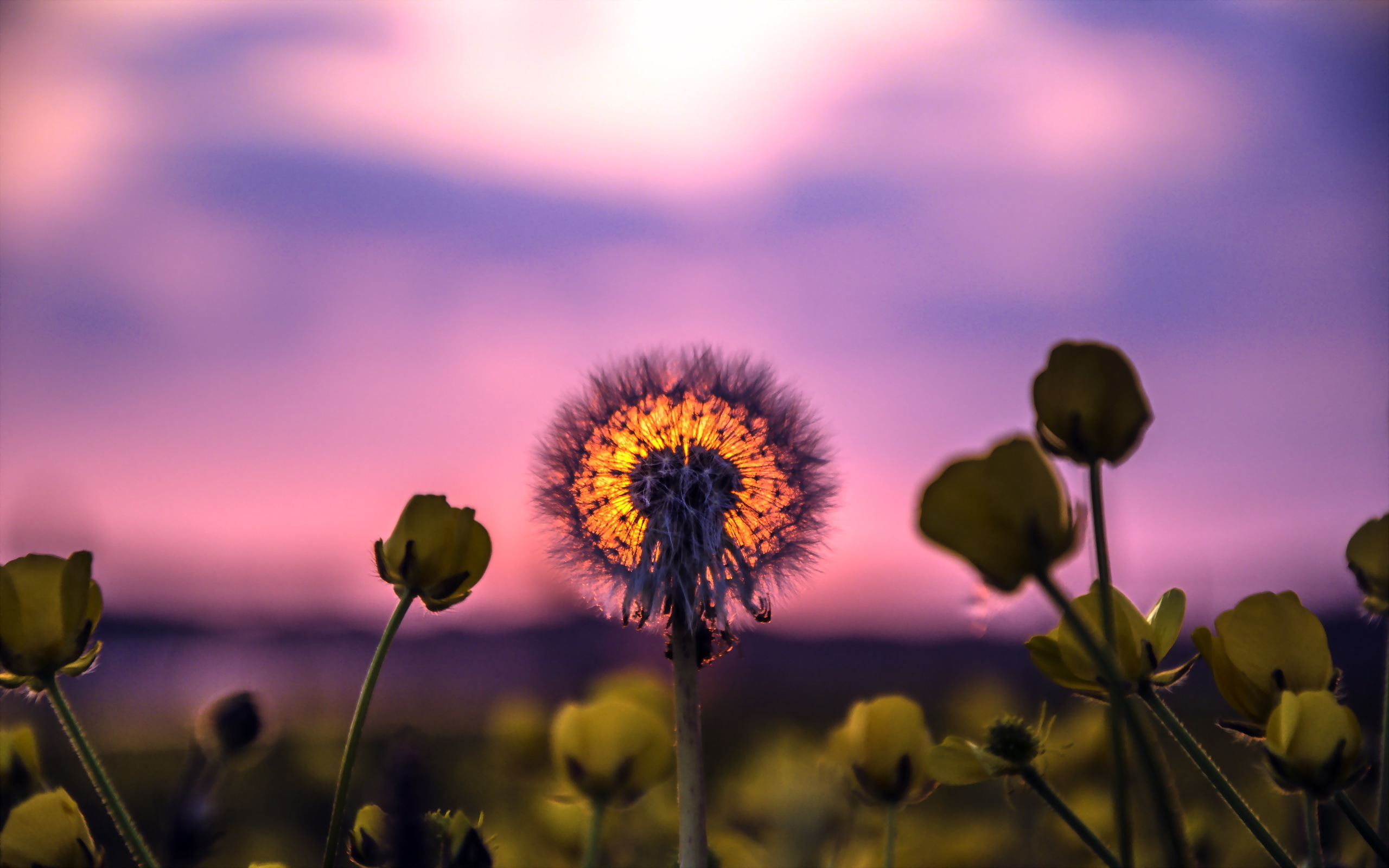 Téléchargez gratuitement l'image Fleurs, Fleur, Terre/nature sur le bureau de votre PC