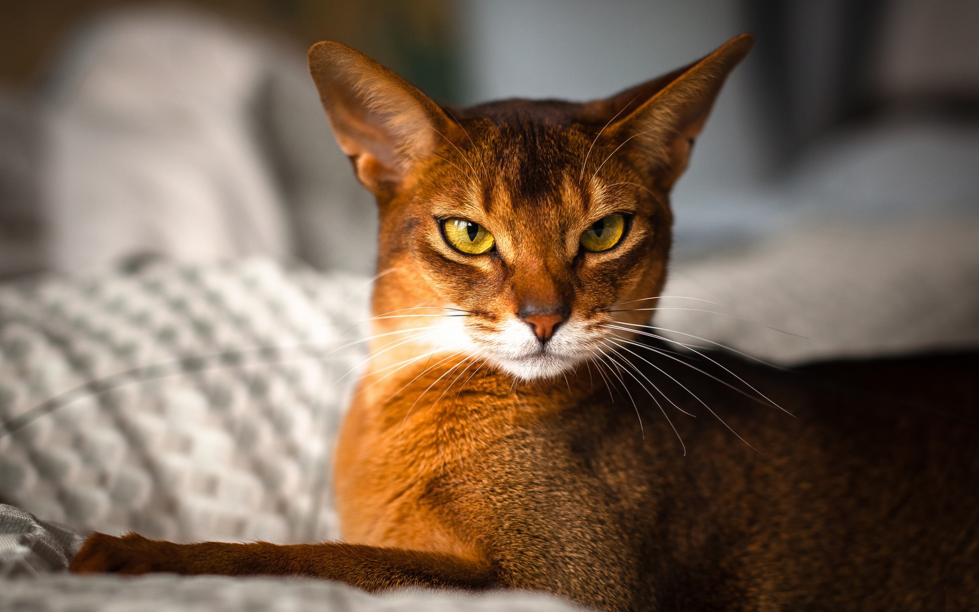 Téléchargez des papiers peints mobile Animaux, Chat gratuitement.