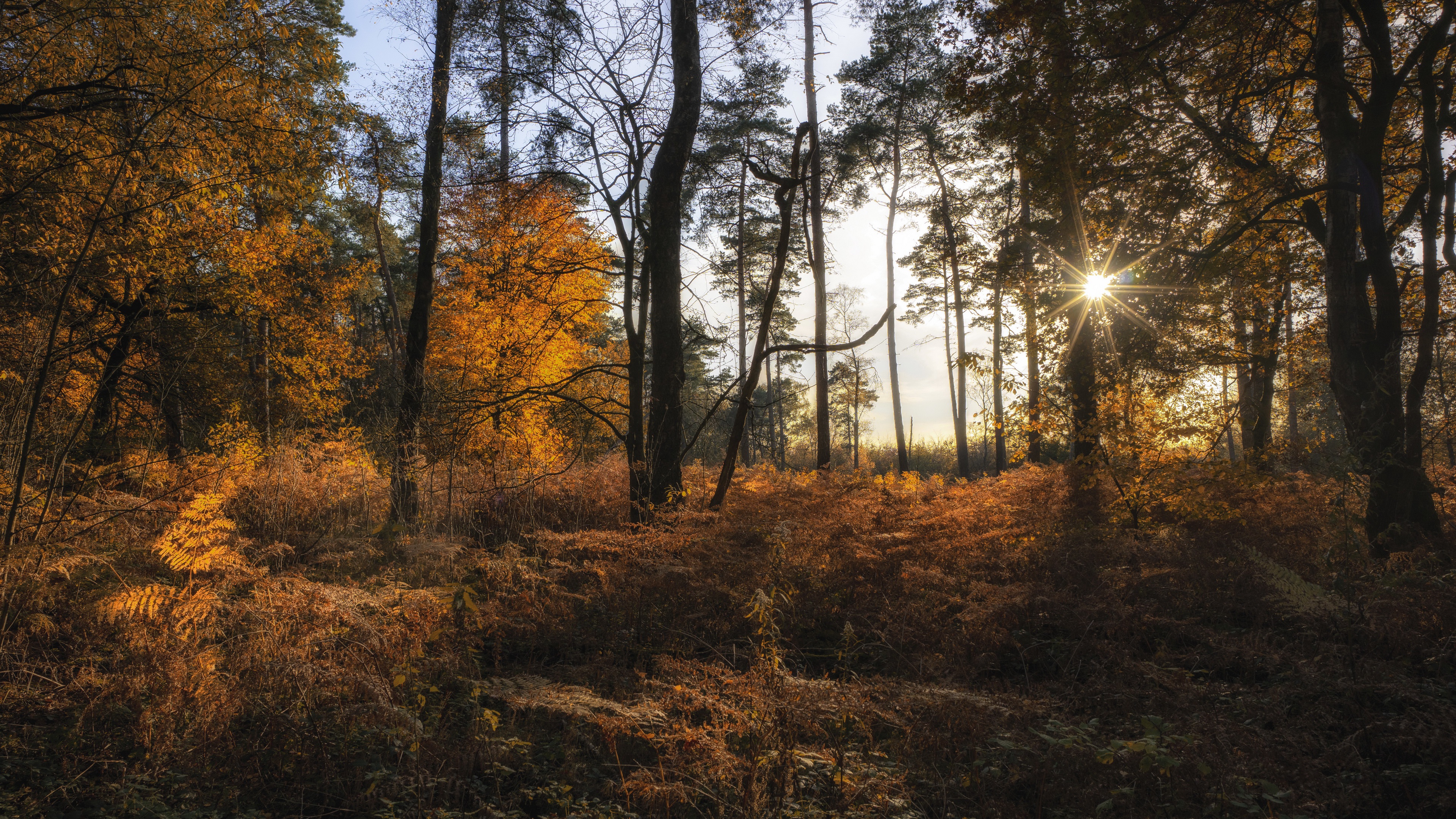 Handy-Wallpaper Natur, Herbst, Wald, Sonnenstrahl, Erde/natur kostenlos herunterladen.