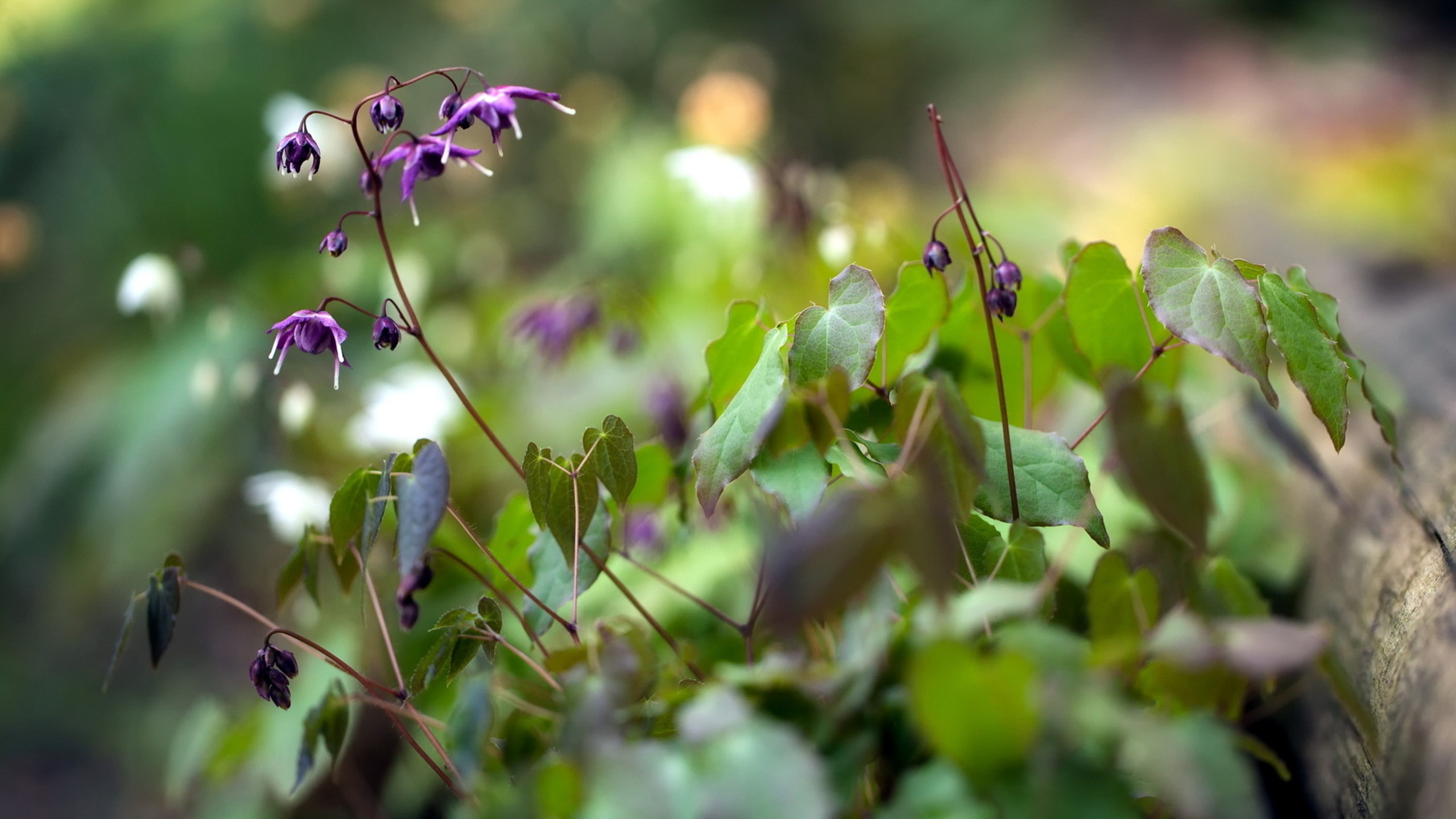 Téléchargez gratuitement l'image Fleurs, Fleur, Terre/nature sur le bureau de votre PC