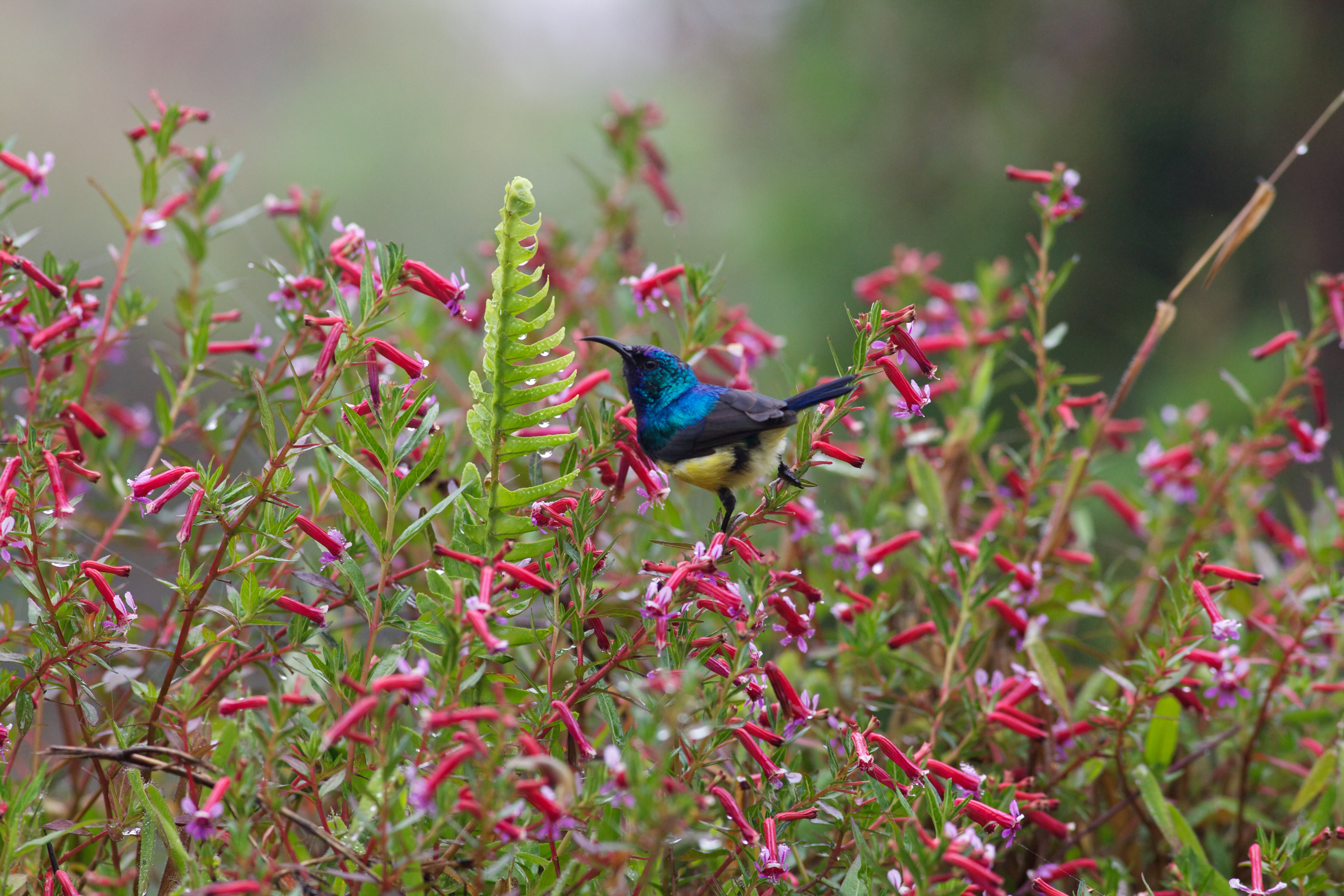 bird, animals, flowers, nectar, bush 4K