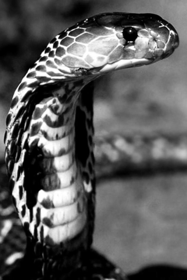 Download mobile wallpaper Cobra, Animal, Reptiles for free.