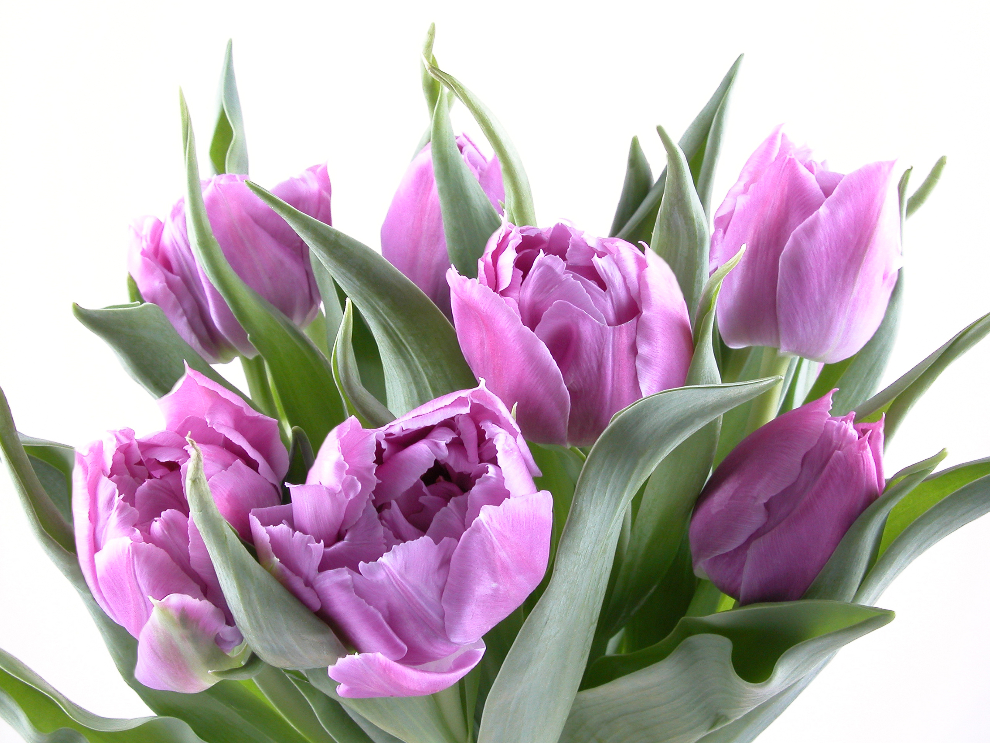 Download mobile wallpaper Flowers, Flower, Earth, Tulip, Purple Flower for free.
