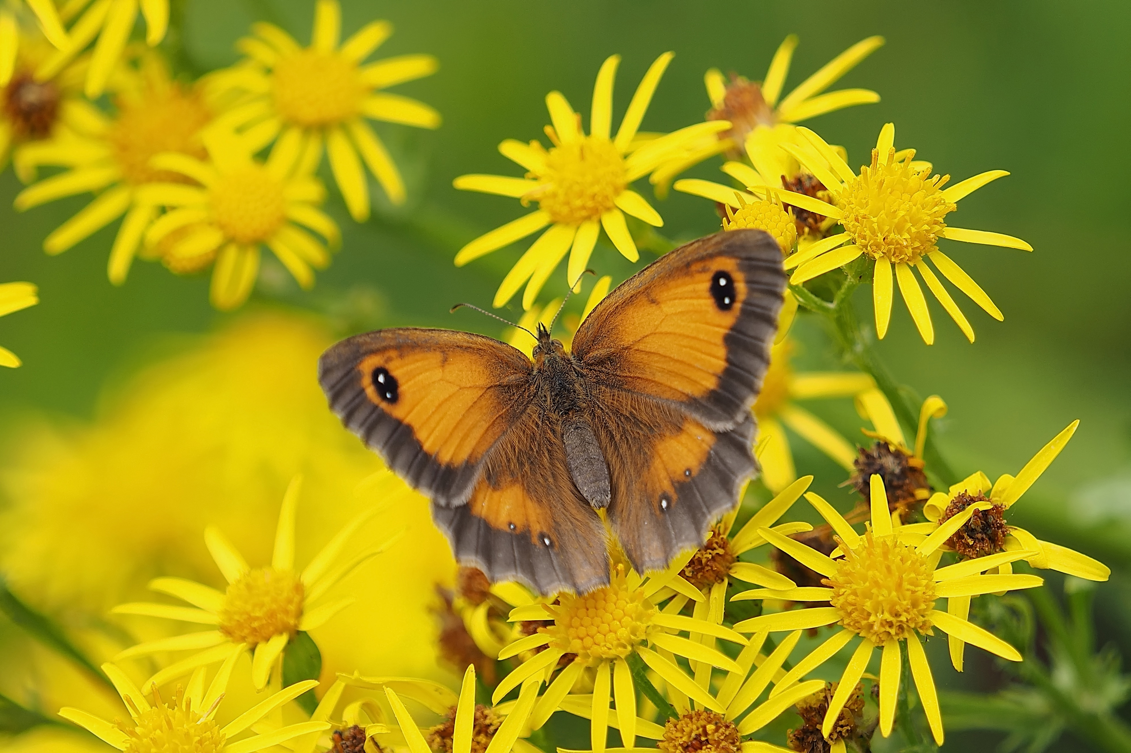 PCデスクトップに動物, 蝶, 花, 黄色い花, 虫画像を無料でダウンロード