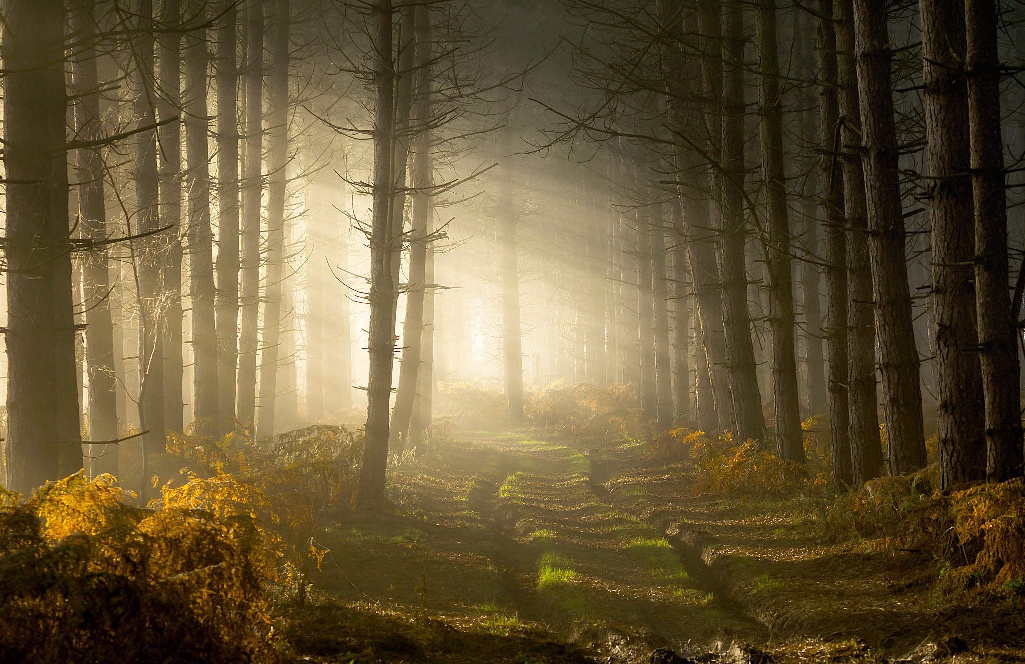 Laden Sie das Natur, Wald, Baum, Nebel, Pfad, Sonnenstrahl, Erde/natur-Bild kostenlos auf Ihren PC-Desktop herunter
