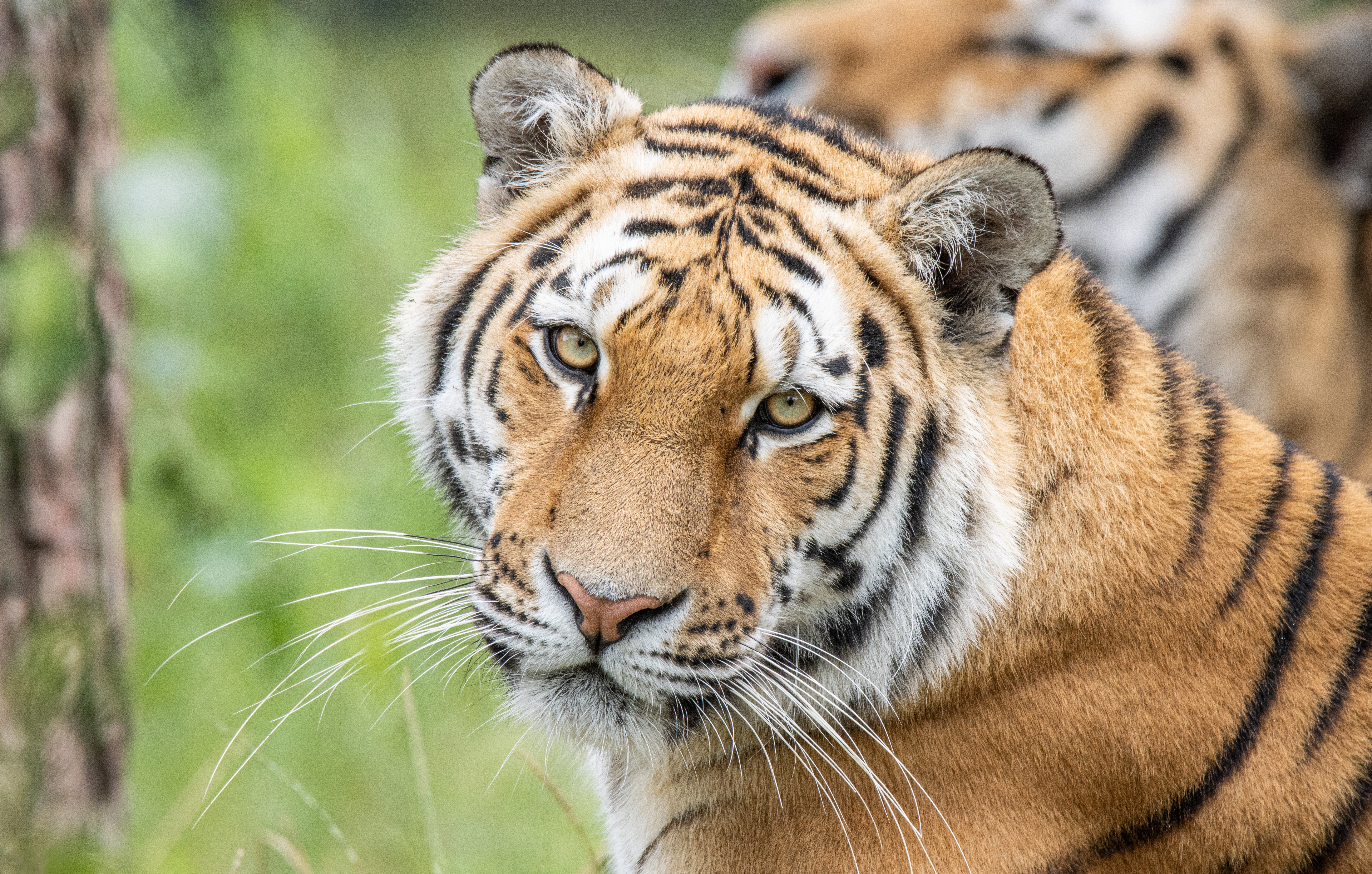 Téléchargez des papiers peints mobile Animaux, Chats, Tigre gratuitement.