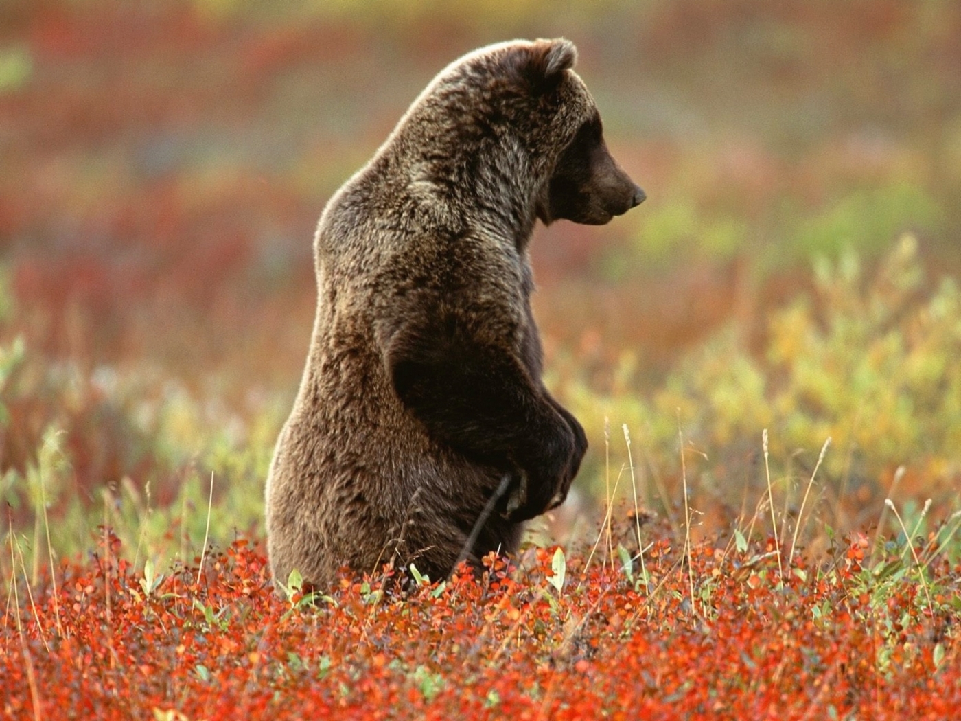 Descarga gratis la imagen Animales, Bears en el escritorio de tu PC