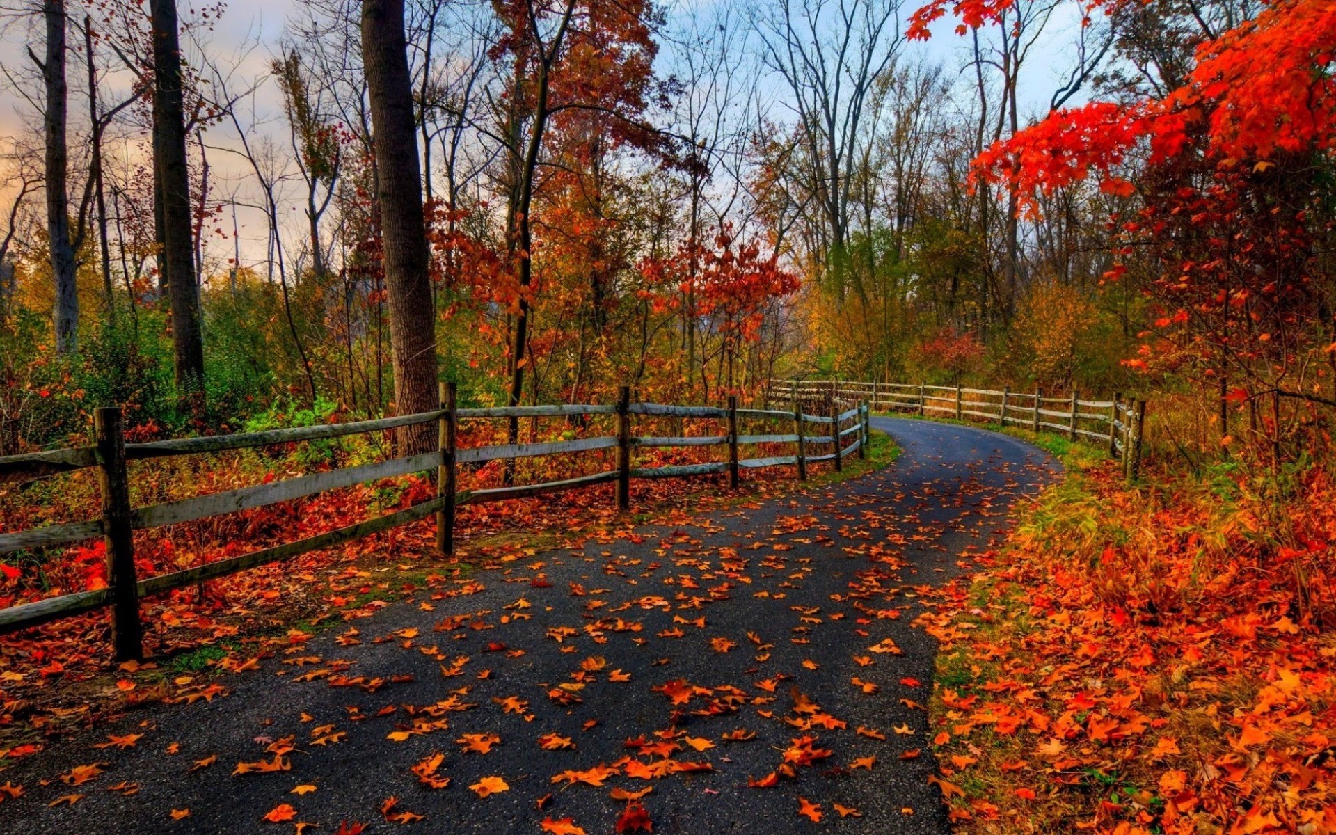 Laden Sie das Herbst, Straße, Baum, Blatt, Zaun, Fotografie-Bild kostenlos auf Ihren PC-Desktop herunter