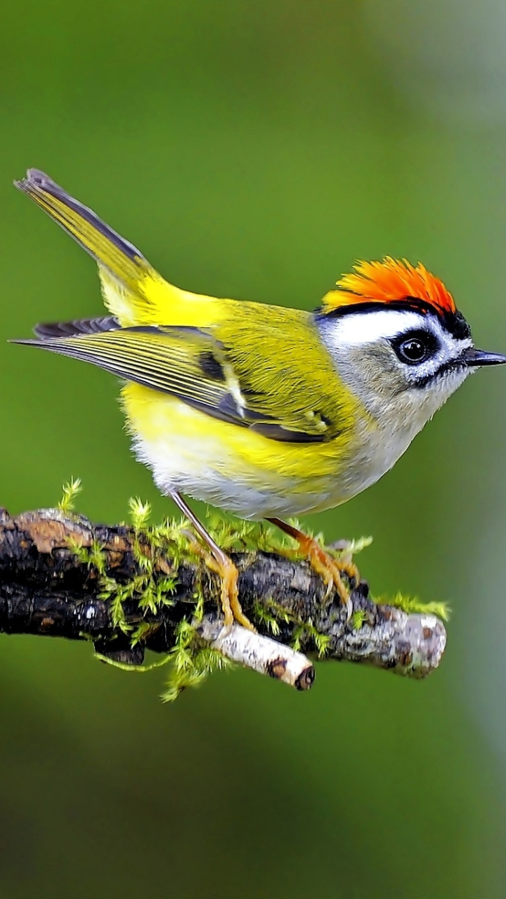 Download mobile wallpaper Birds, Bird, Animal, Golden Crowned Kinglet for free.