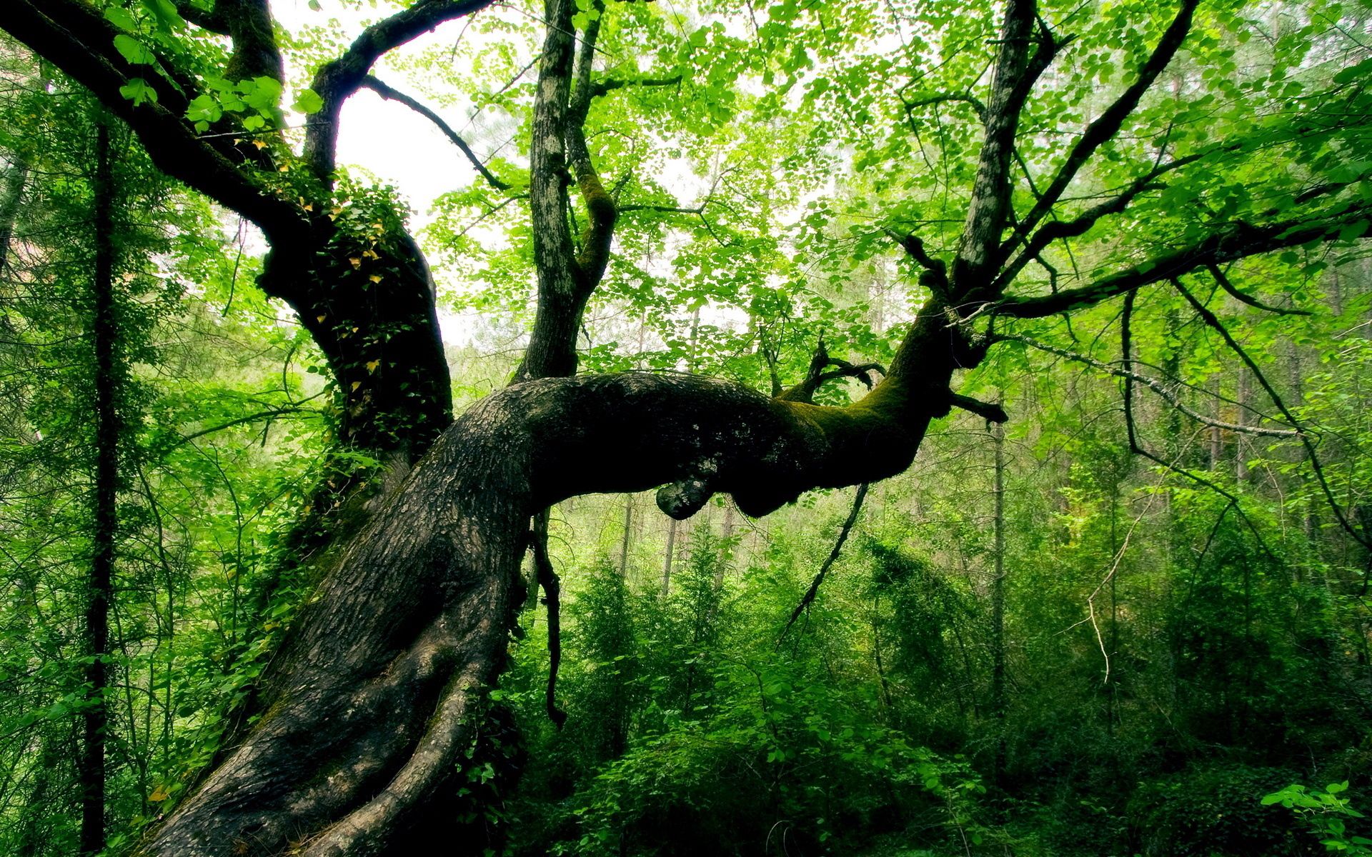 creepy, wood, nature, leaves, green, forest, tree, bends, trunk HD wallpaper