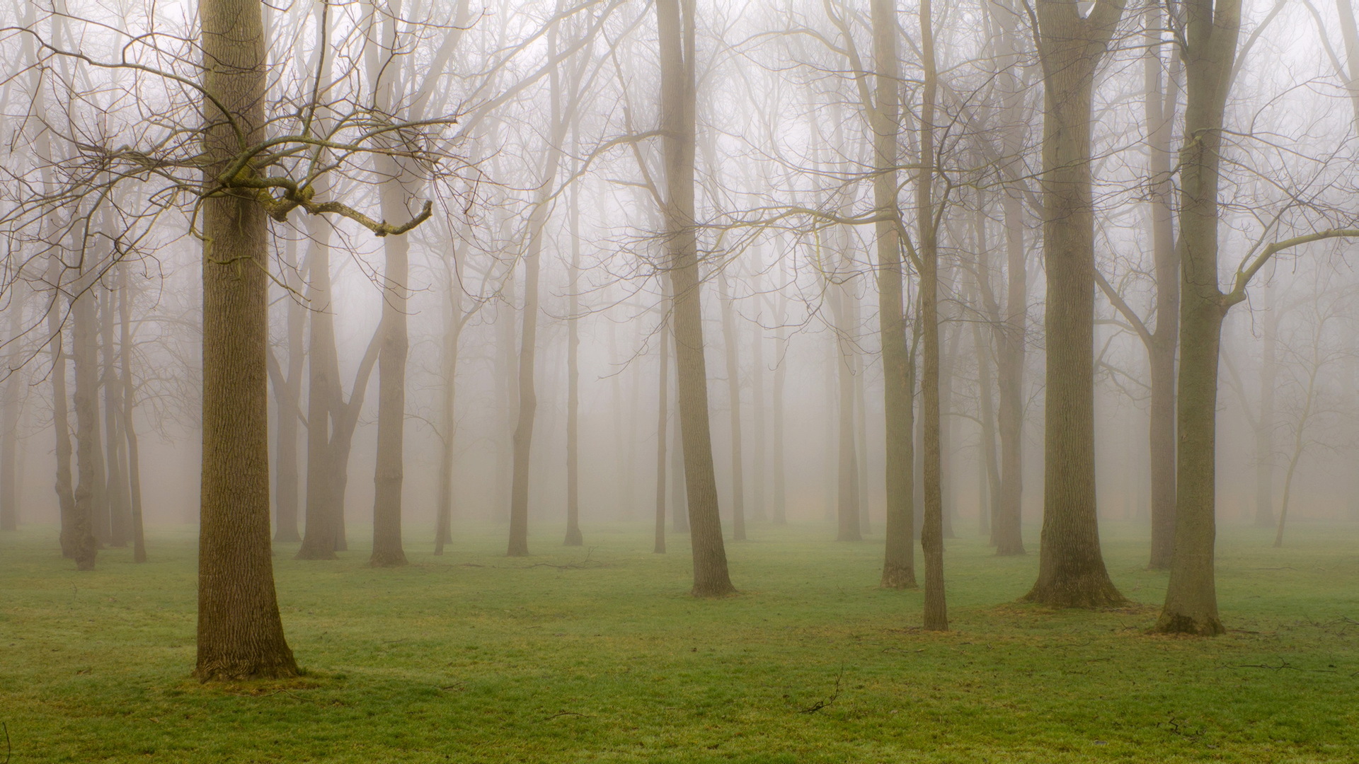 Скачать картинку Трава, Лес, Дерево, Туман, Земля/природа в телефон бесплатно.