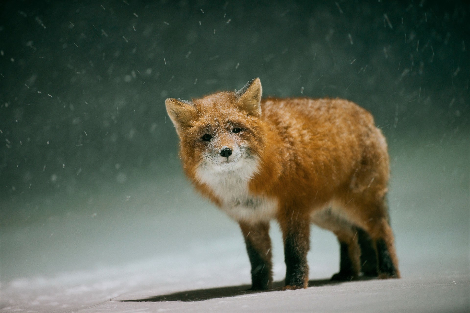 Free download wallpaper Winter, Snow, Fox, Animal, Snowfall, Red Fox on your PC desktop