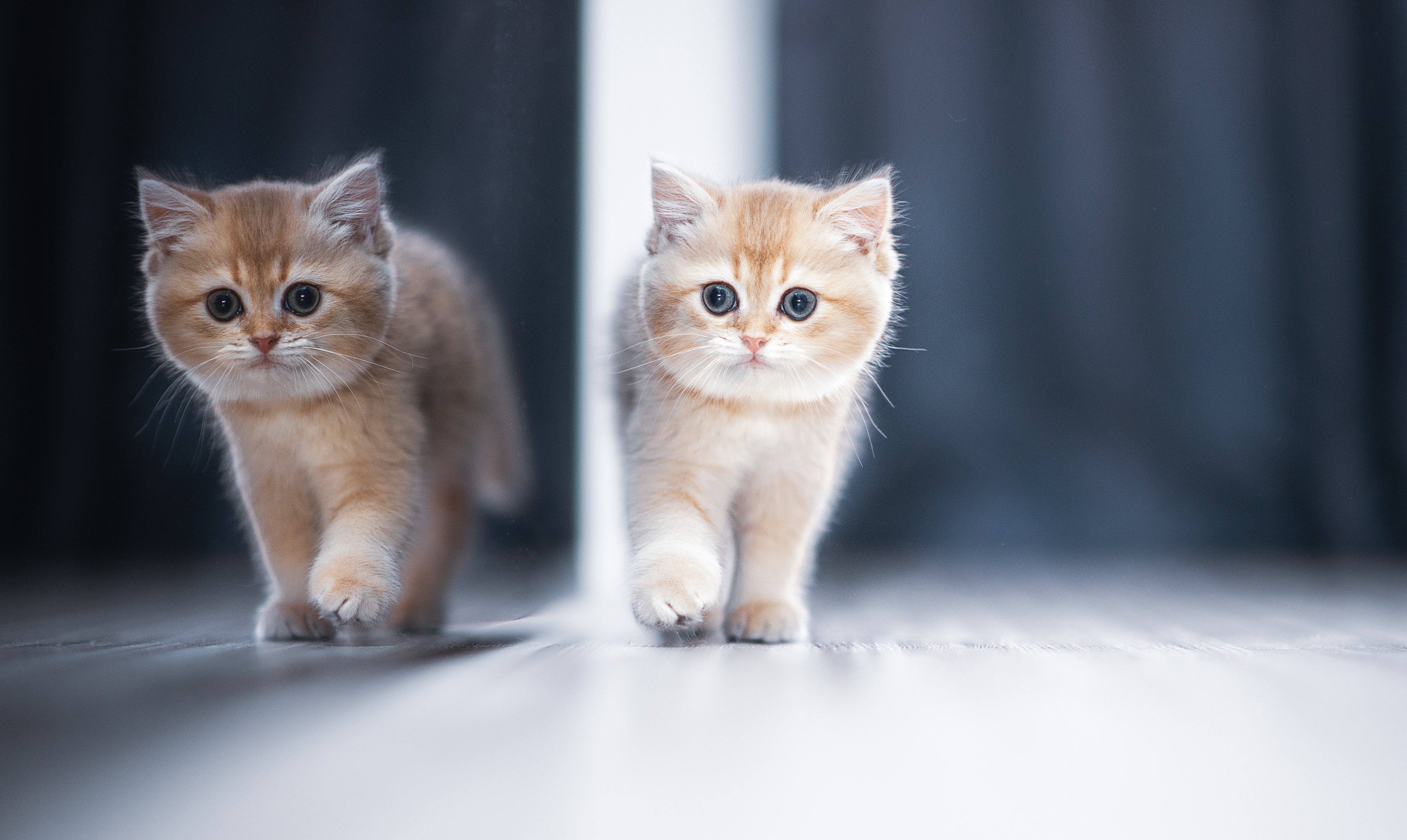 Laden Sie das Tiere, Katzen, Katze, Kätzchen, Spiegelung, Tierbaby-Bild kostenlos auf Ihren PC-Desktop herunter
