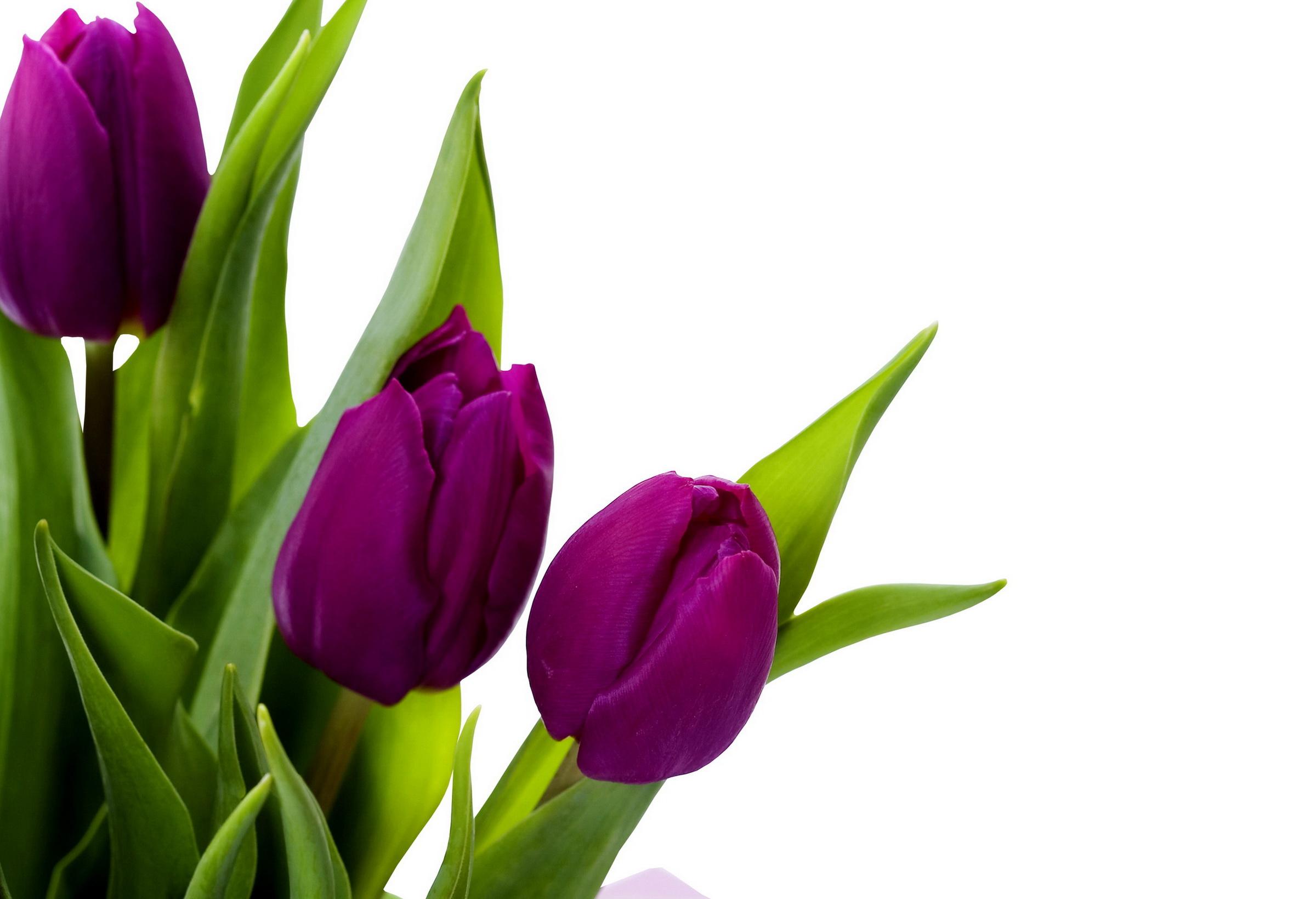 Descarga gratis la imagen Flores, Flor, Tulipán, Flor Purpura, Tierra/naturaleza en el escritorio de tu PC