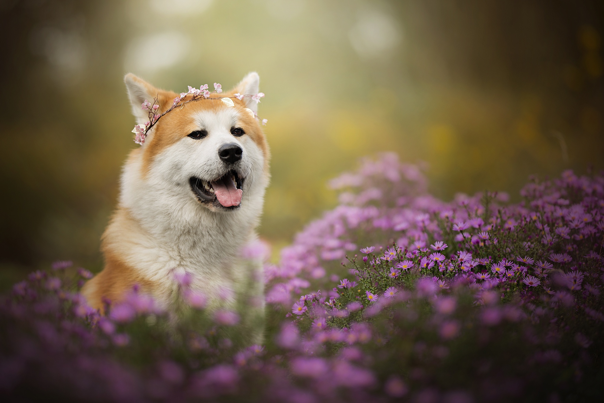 PCデスクトップに動物, 犬, 柴犬, 紫色の花, 被写界深度画像を無料でダウンロード