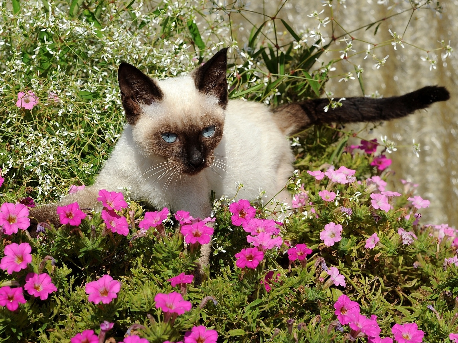 Laden Sie das Tiere, Katzen, Katze-Bild kostenlos auf Ihren PC-Desktop herunter